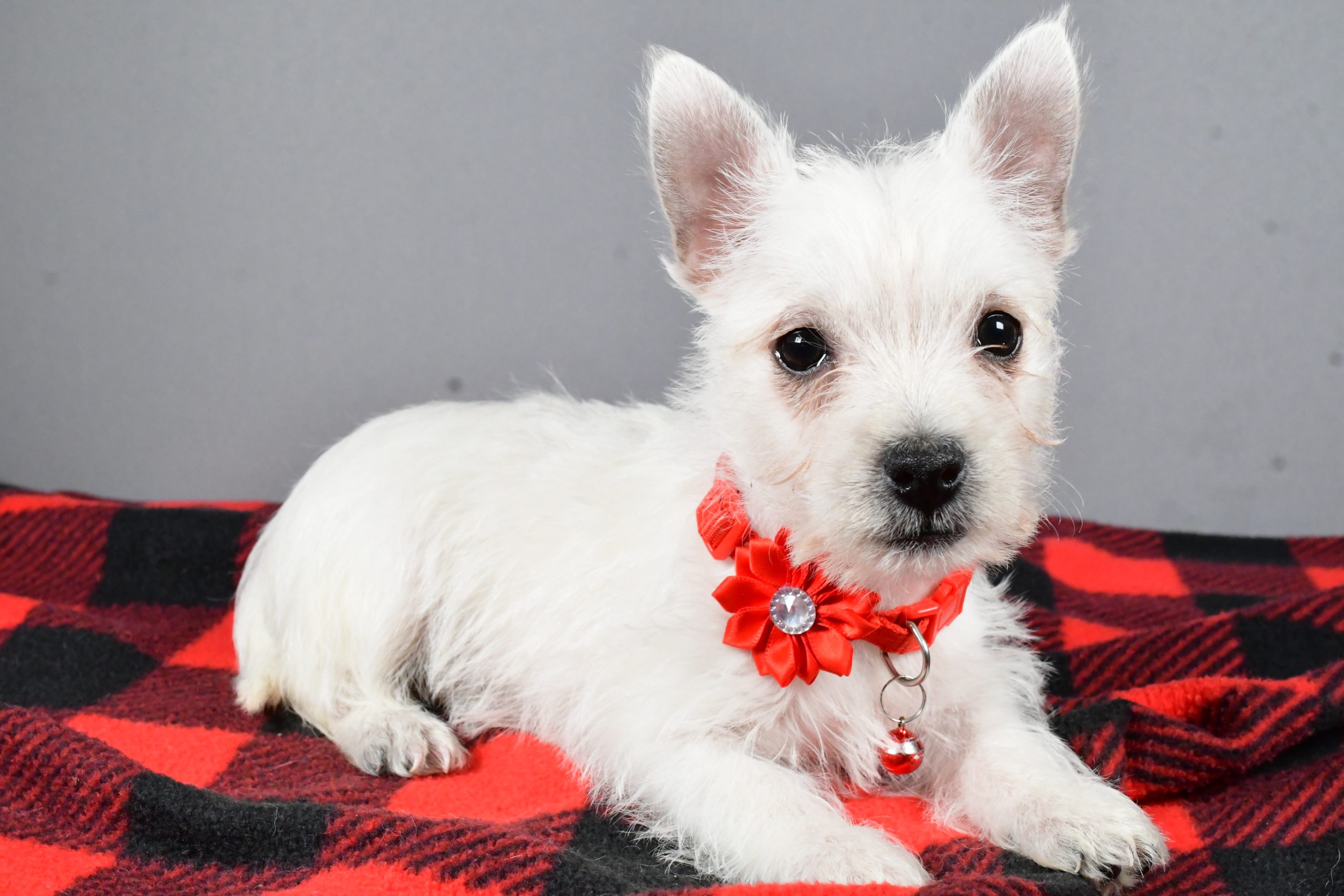 Miss Sage The West Highland White Terrier - Image 7