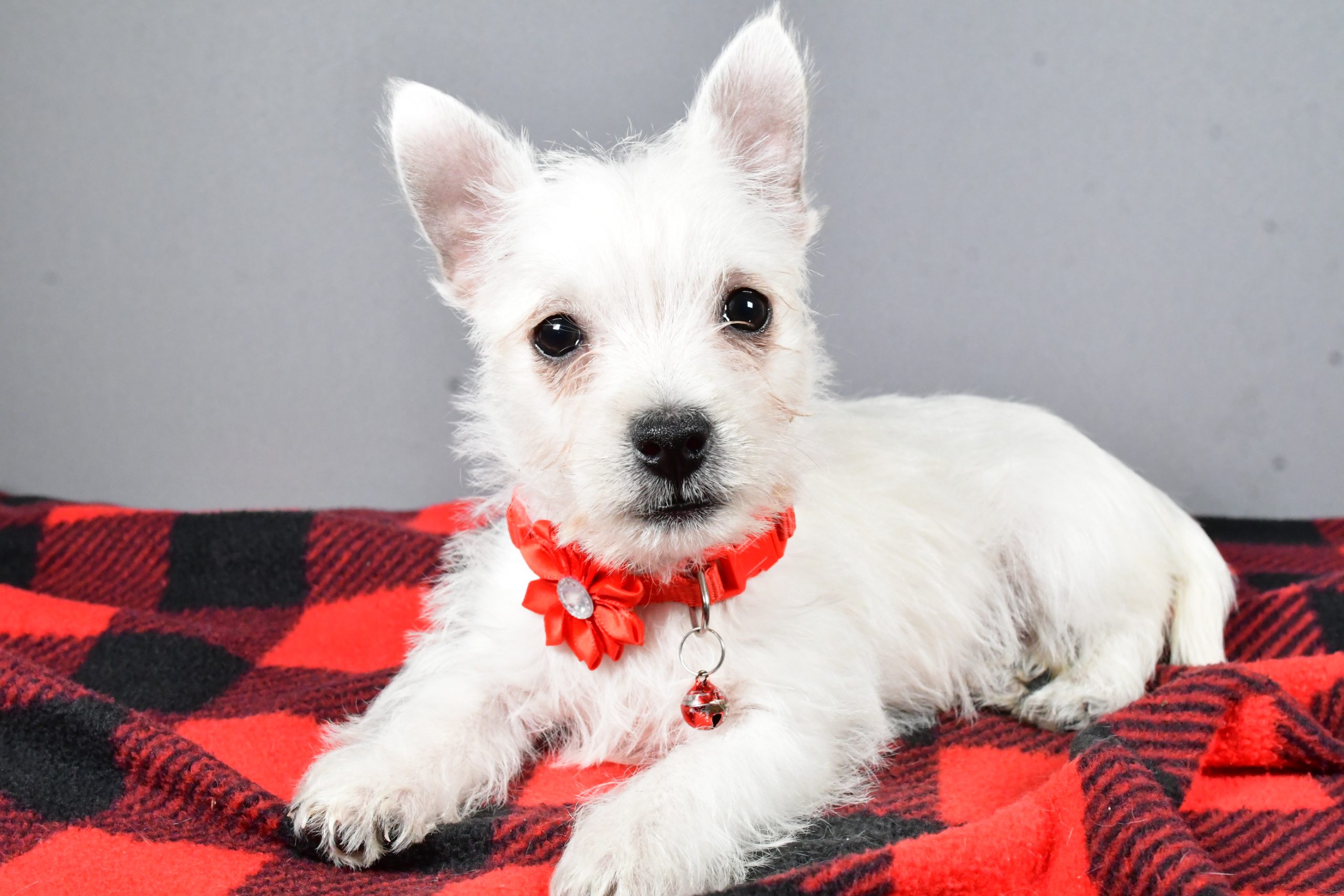 Miss Sage The West Highland White Terrier - Image 8