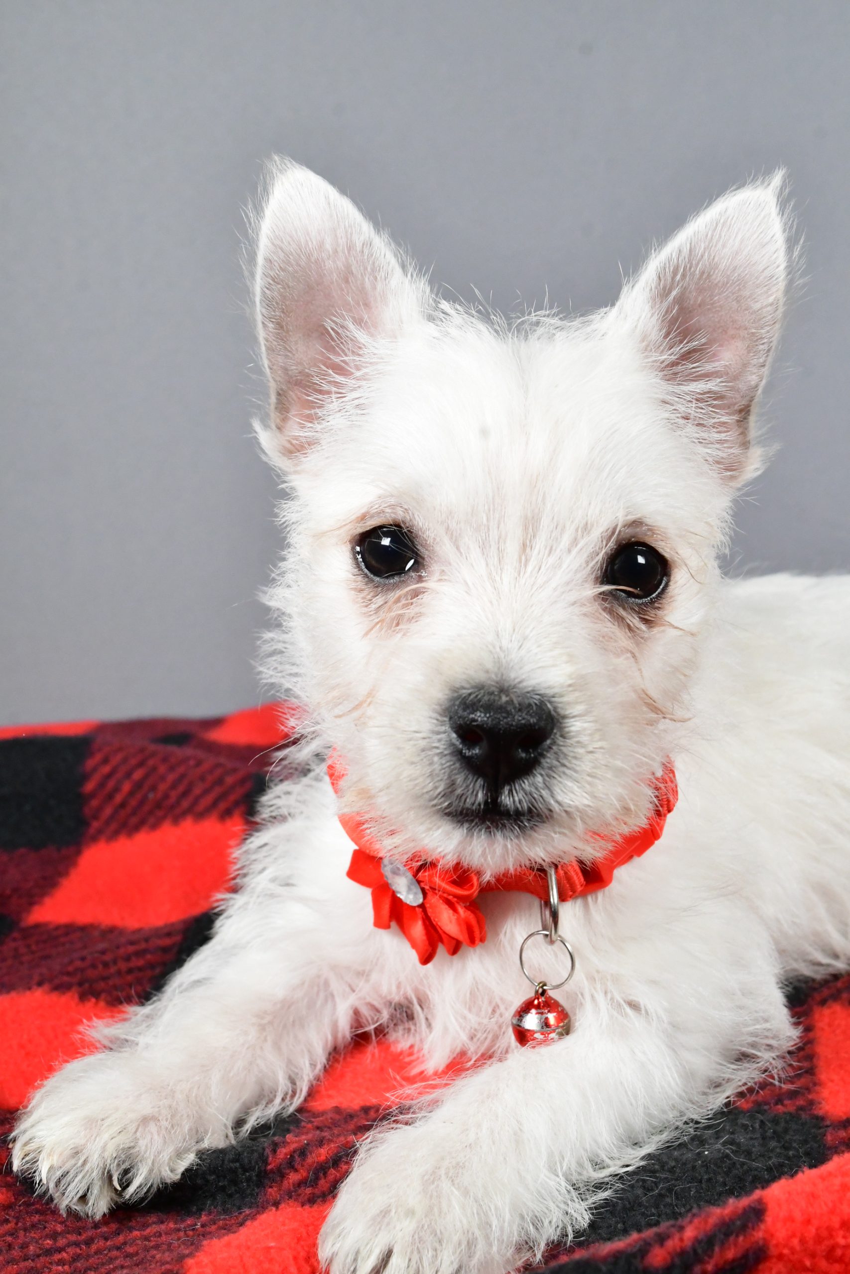 Miss Sage The West Highland White Terrier - Image 4