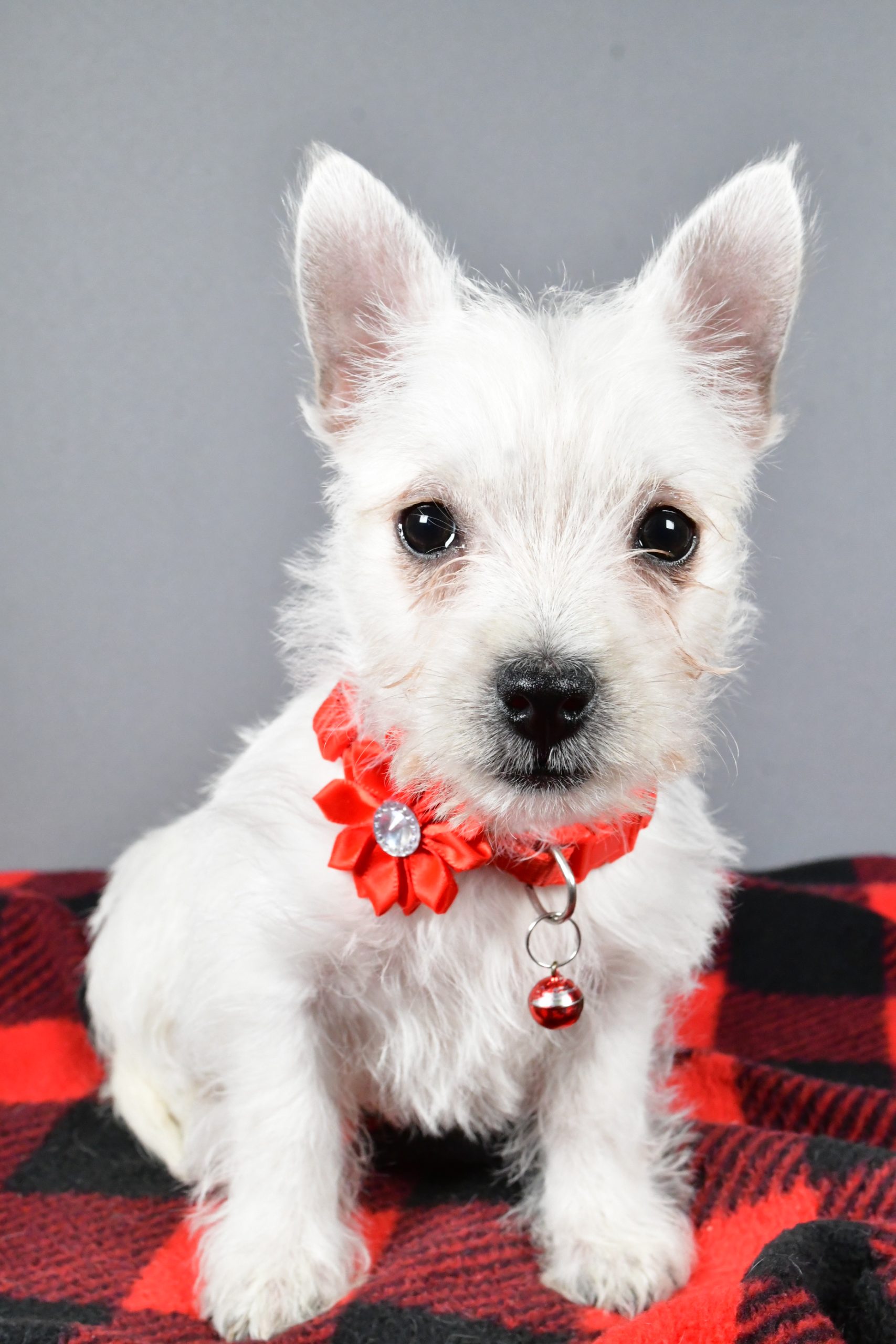 Miss Sage The West Highland White Terrier - Image 2