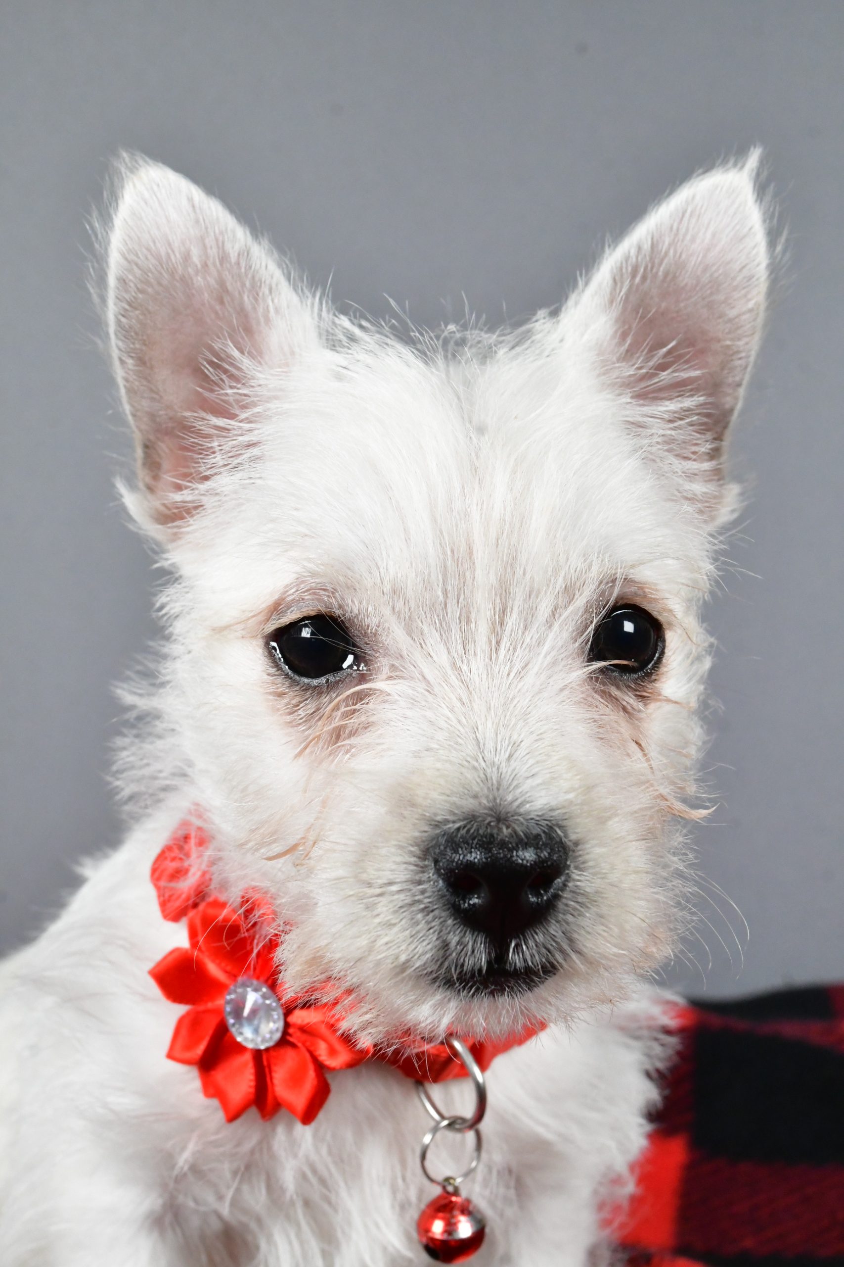 Miss Sage The West Highland White Terrier - Image 3