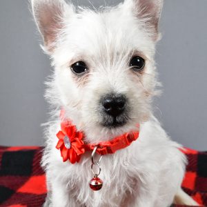 Miss Sage The West Highland White Terrier