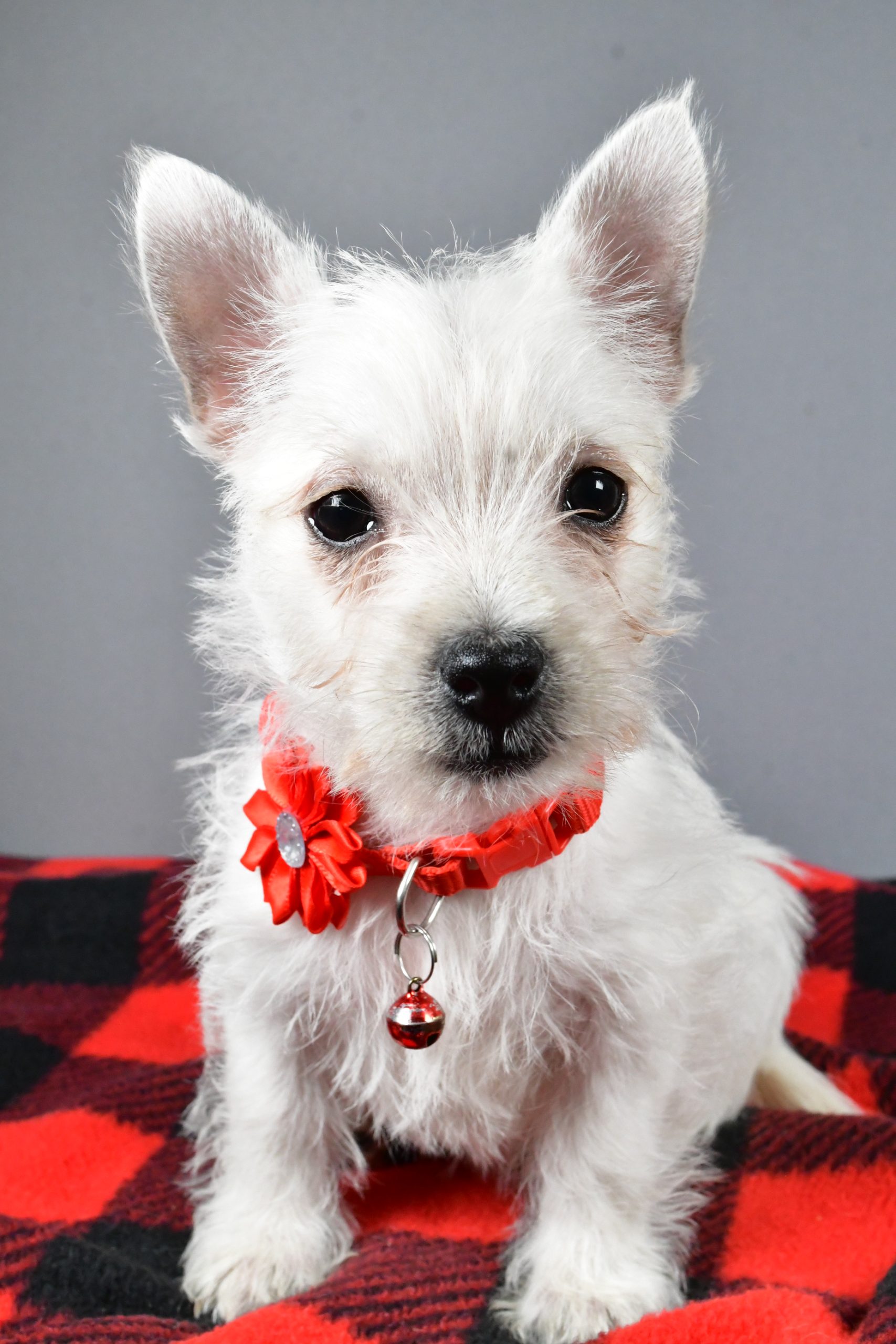 Miss Sage The West Highland White Terrier