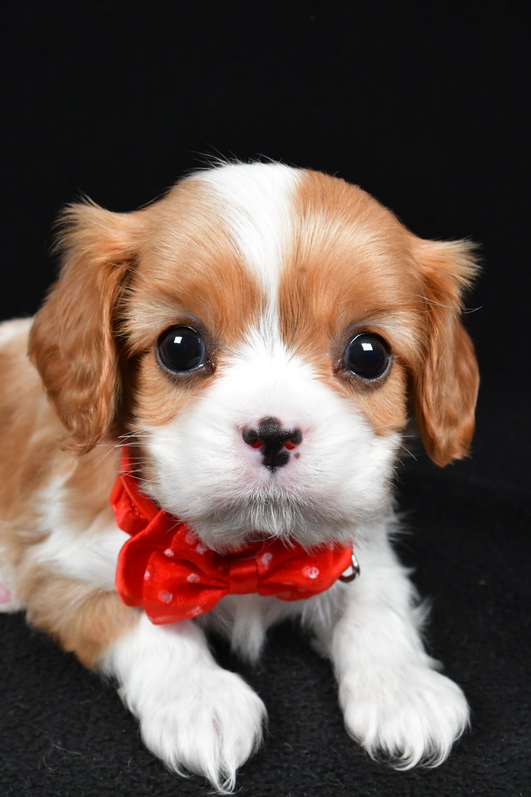 Mr Tyler the Cavalier King Charles Spaniel - Image 6