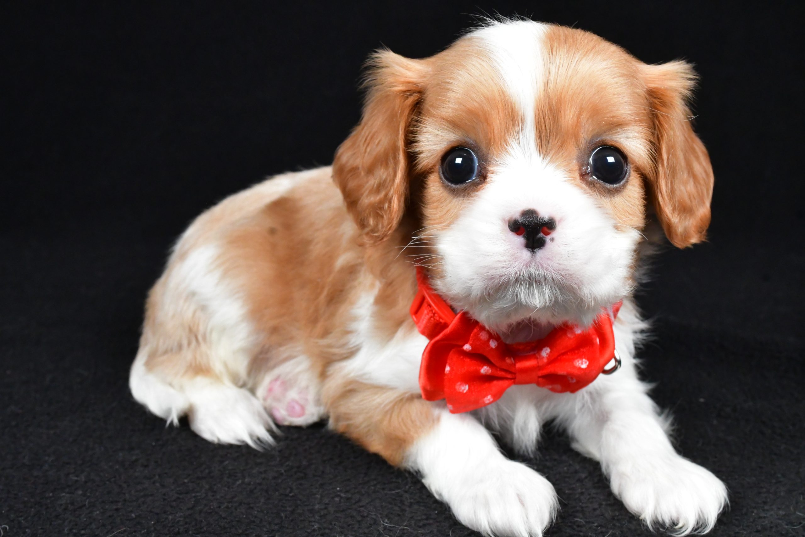 Mr Tyler the Cavalier King Charles Spaniel - Image 8