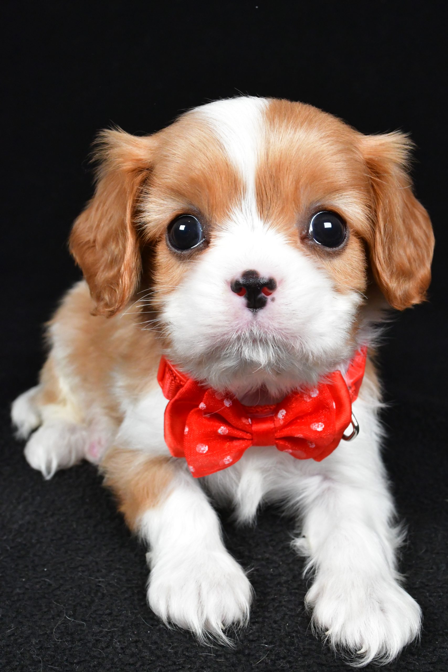 Mr Tyler the Cavalier King Charles Spaniel - Image 5