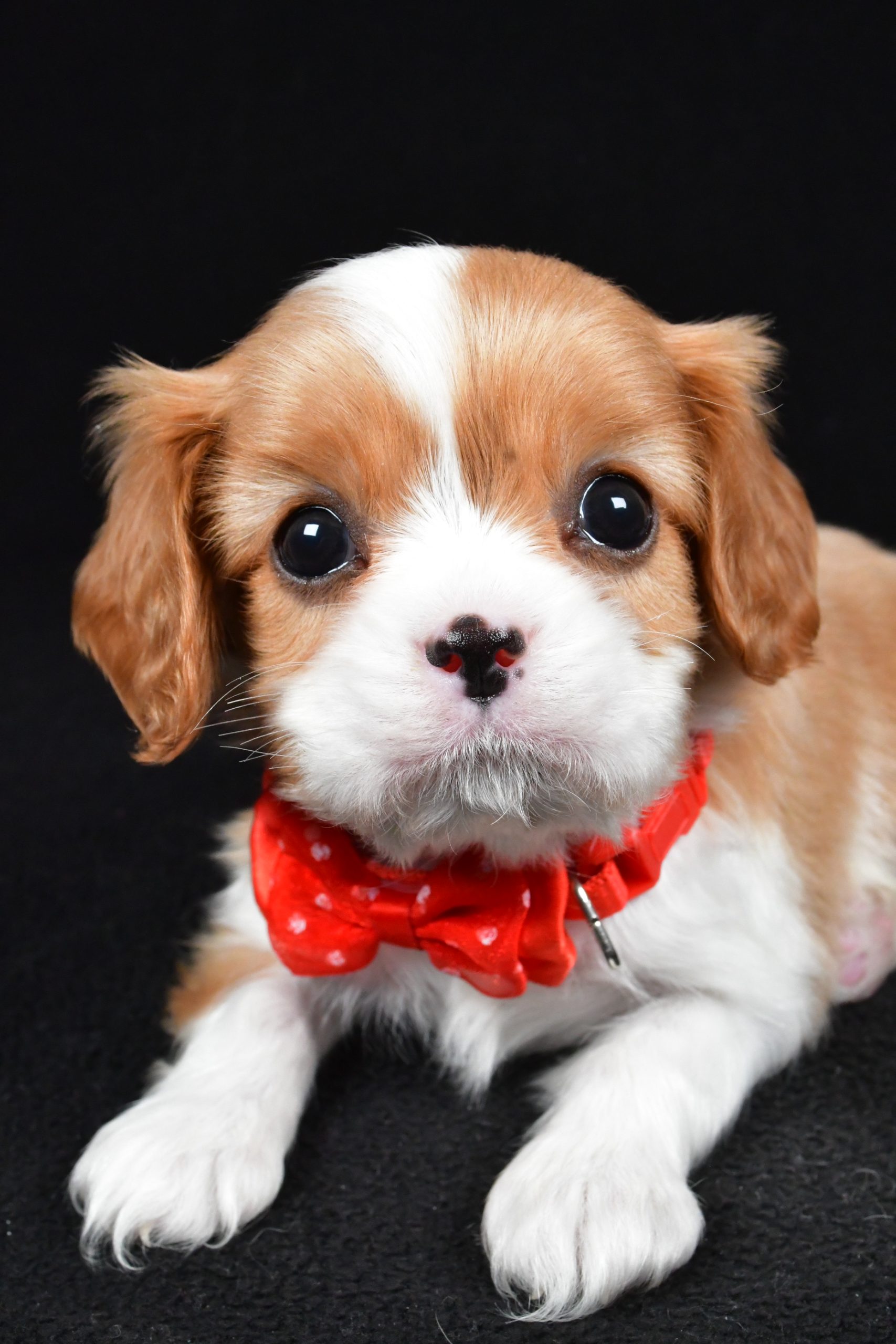 Mr Tyler the Cavalier King Charles Spaniel - Image 4