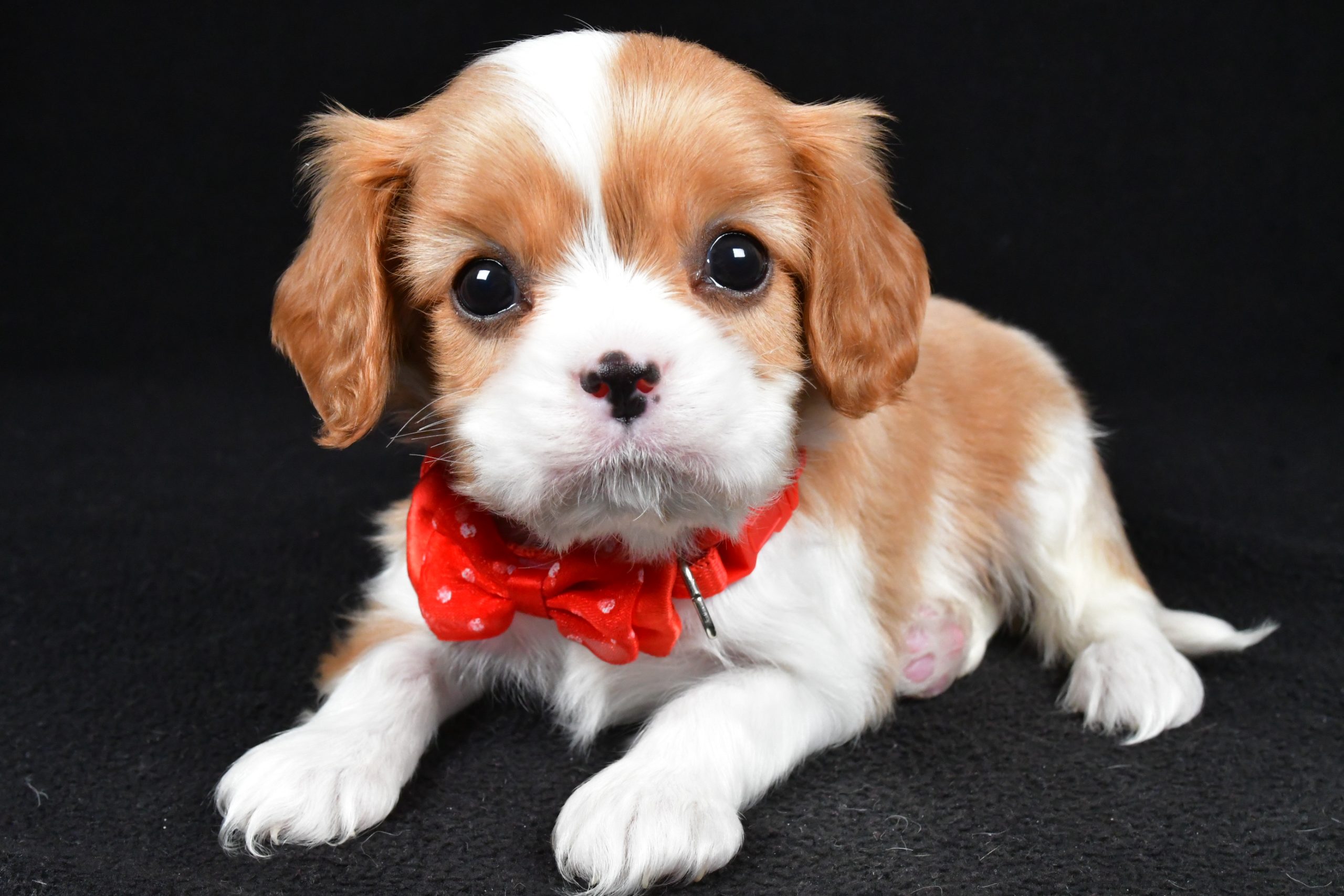 Mr Tyler the Cavalier King Charles Spaniel - Image 7
