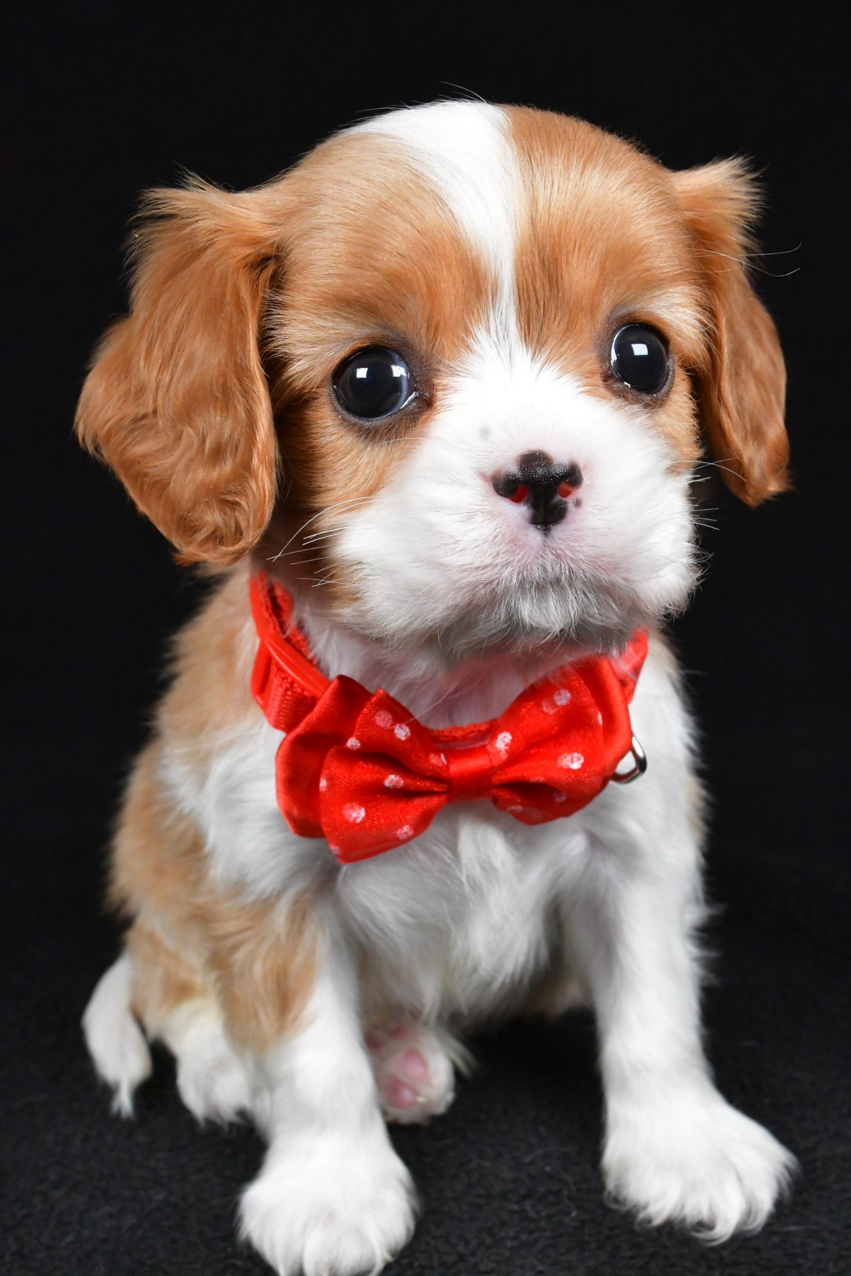 Mr Tyler the Cavalier King Charles Spaniel - Image 3