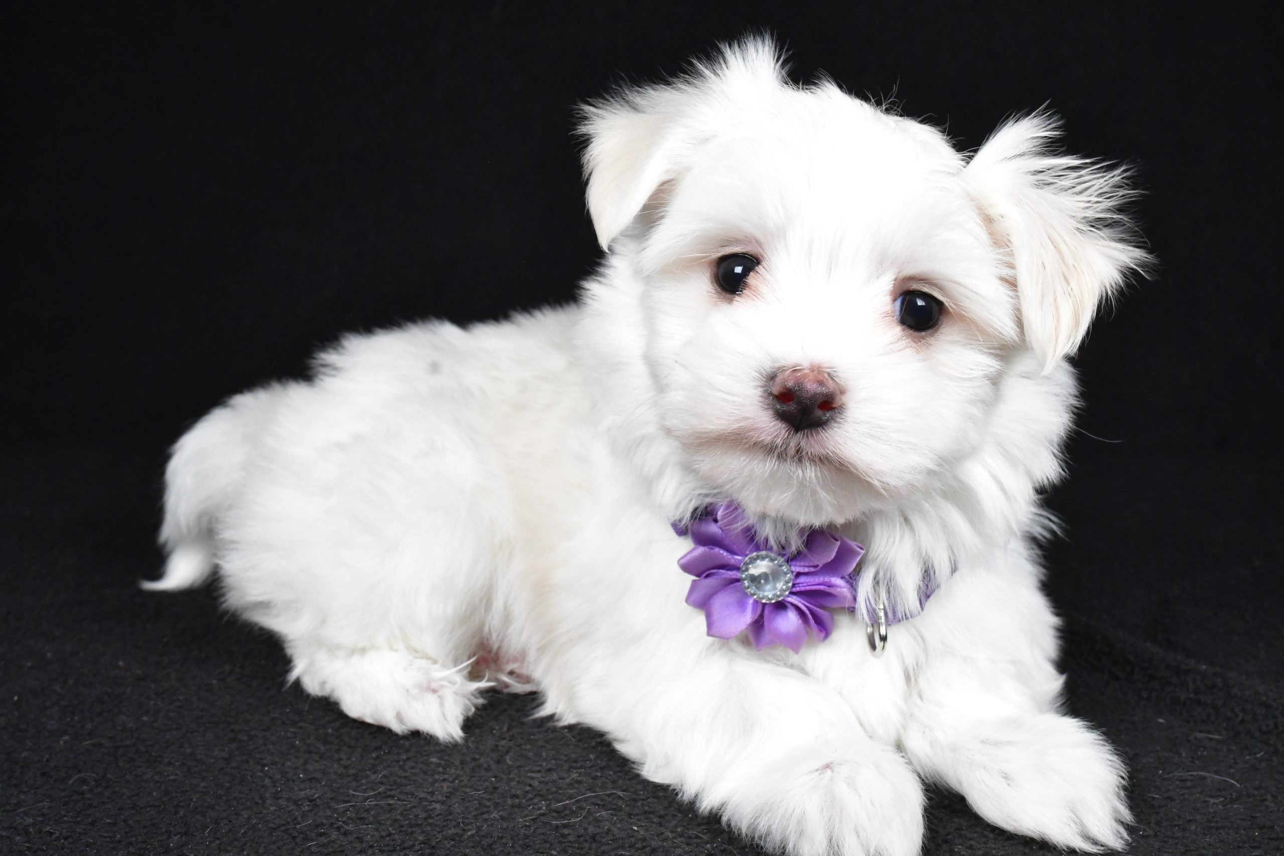 Miss Angie The Maltese - Image 6