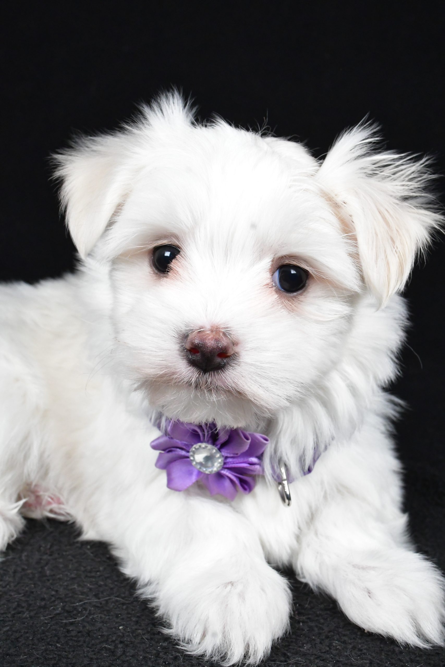 Miss Angie The Maltese - Image 5