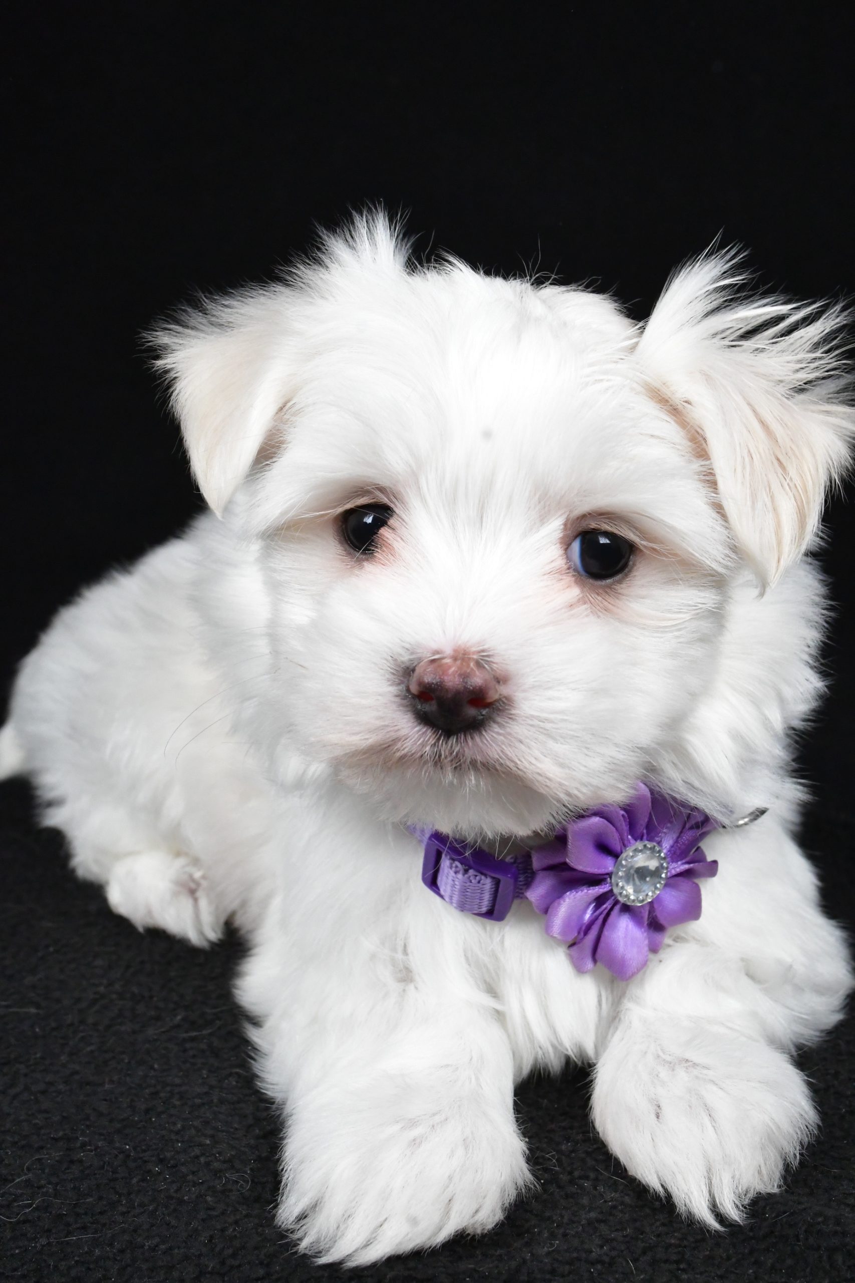 Miss Angie The Maltese - Image 4