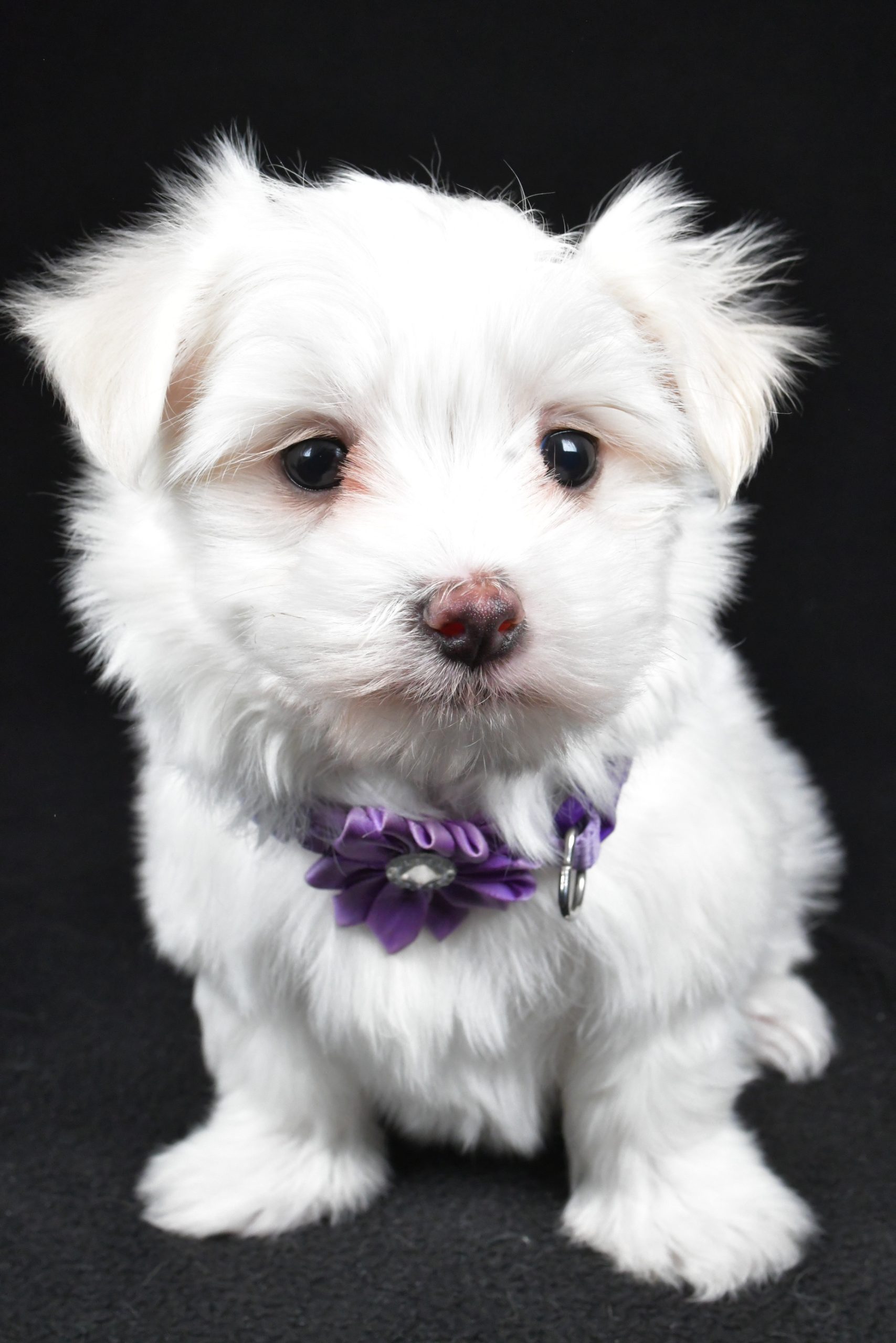 Miss Angie The Maltese - Image 2