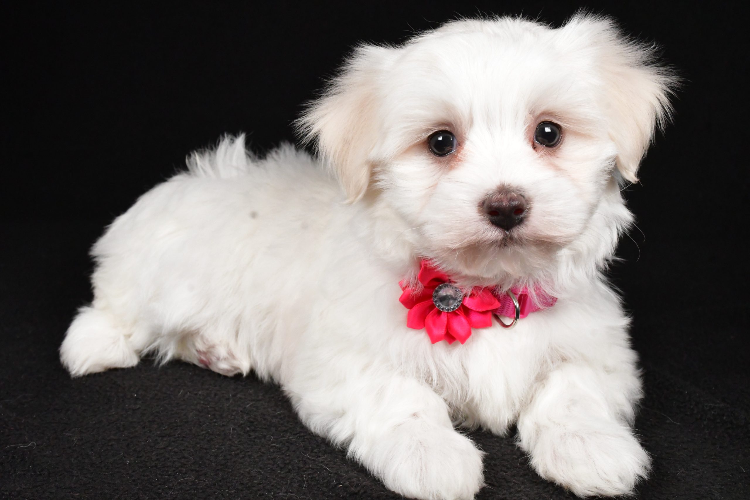 Miss Amy The Maltese - Image 7
