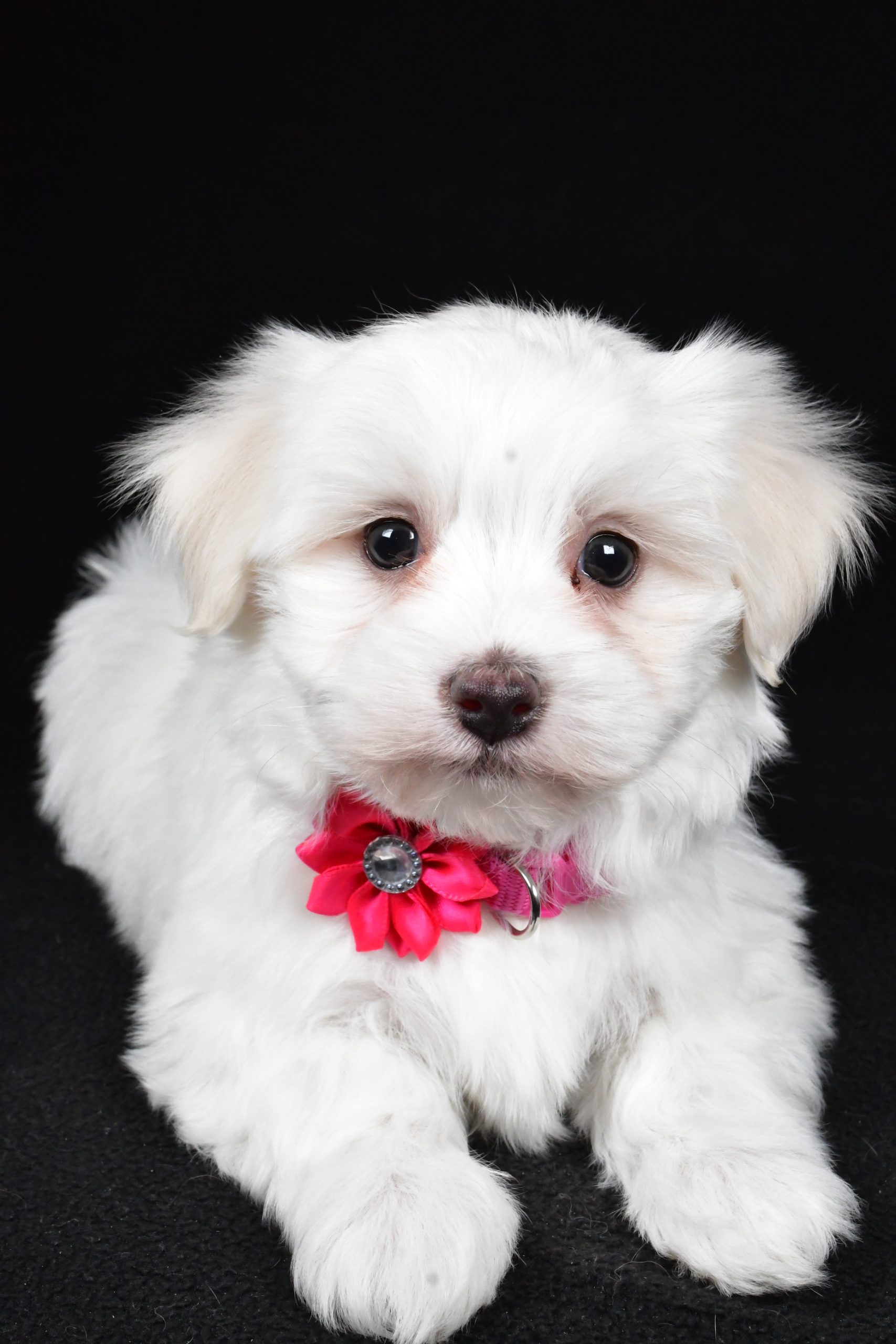 Miss Amy The Maltese - Image 5