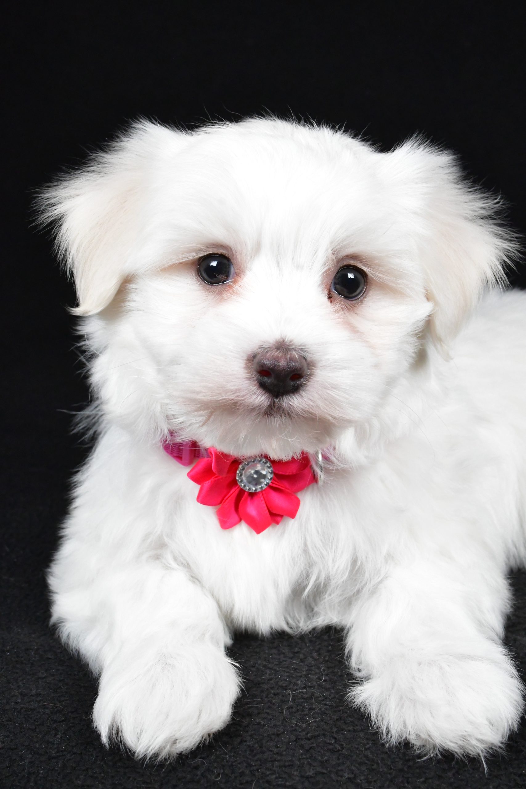 Miss Amy The Maltese - Image 3