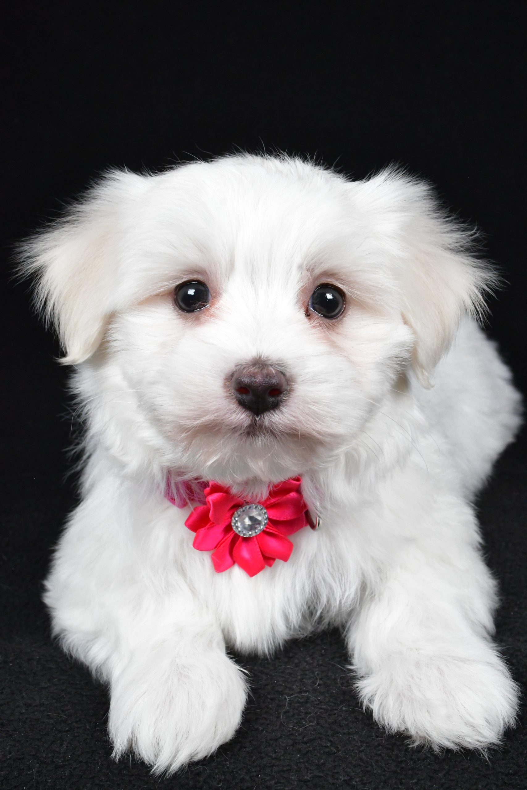 Miss Amy The Maltese - Image 4