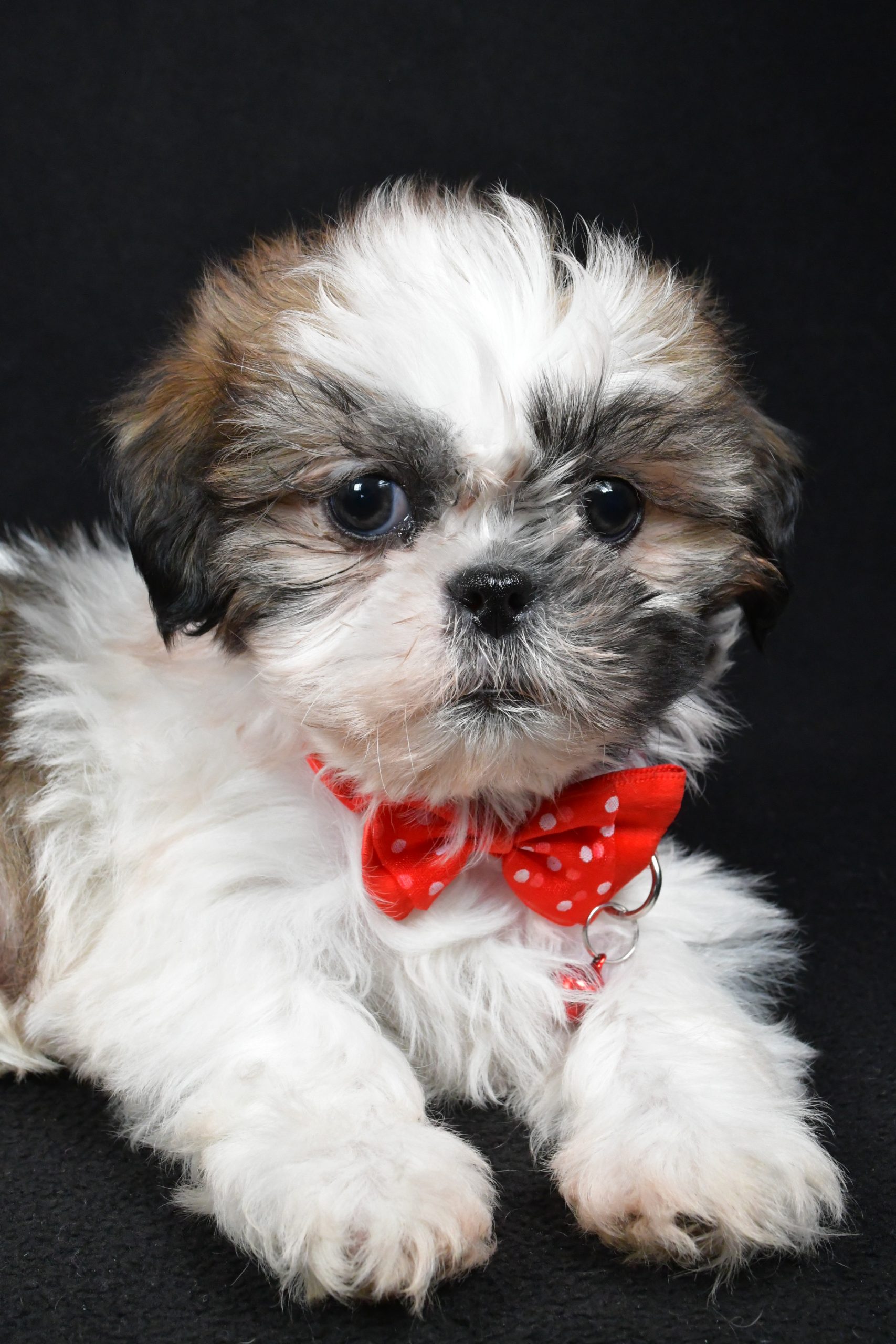Mr Kobe The Shih tzu - Image 3
