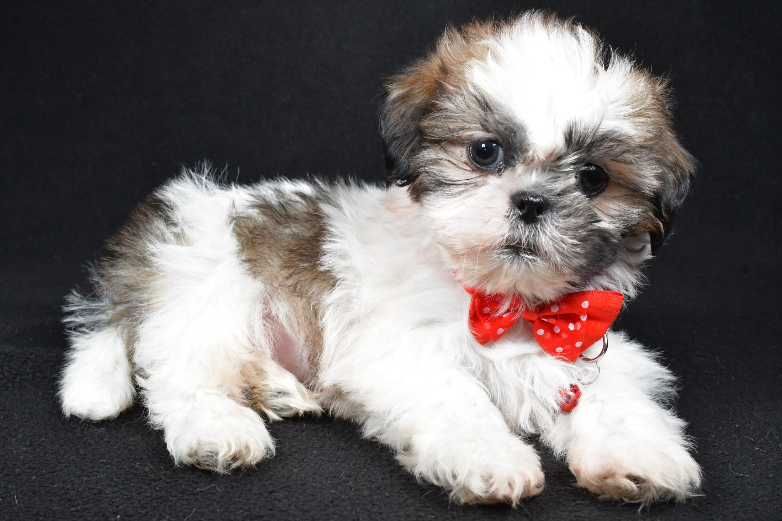 Mr Kobe The Shih tzu - Image 7