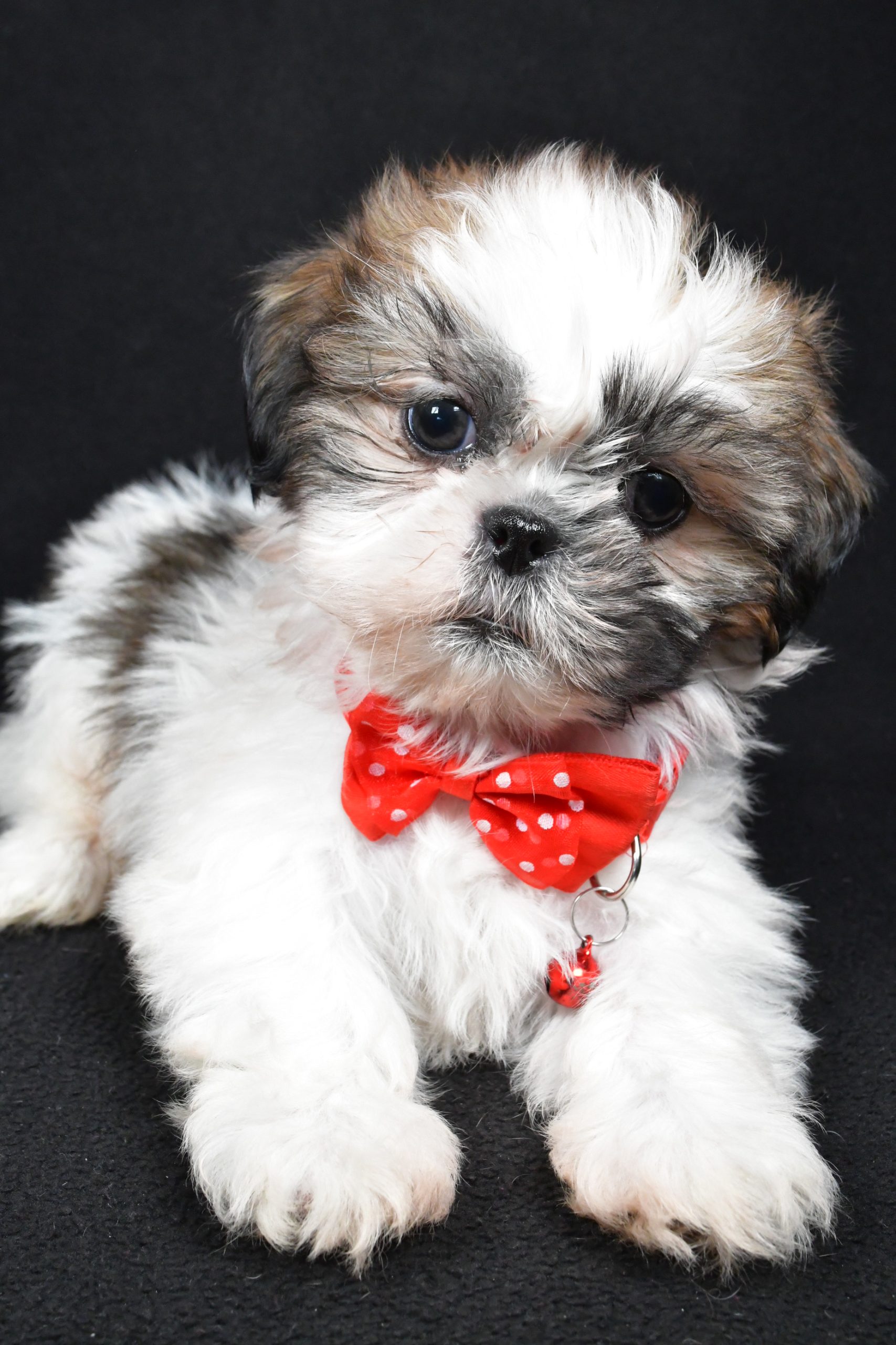 Mr Kobe The Shih tzu - Image 5
