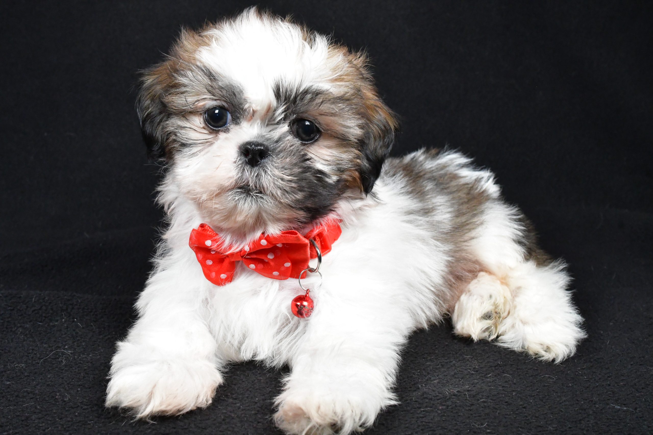 Mr Kobe The Shih tzu - Image 6