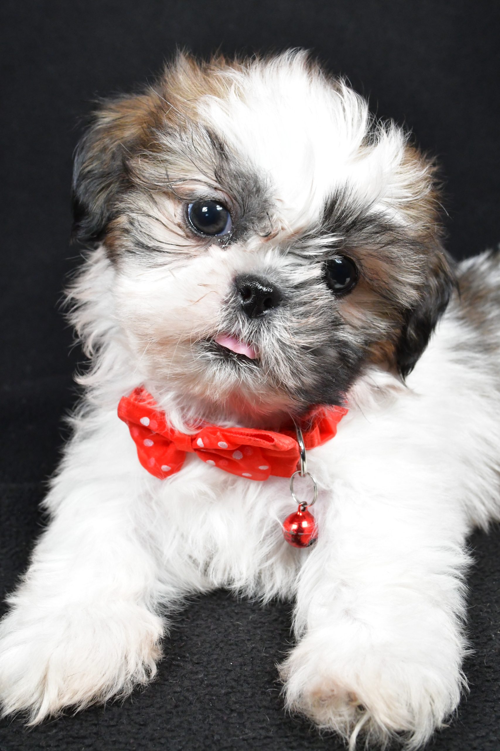 Mr Kobe The Shih tzu - Image 4