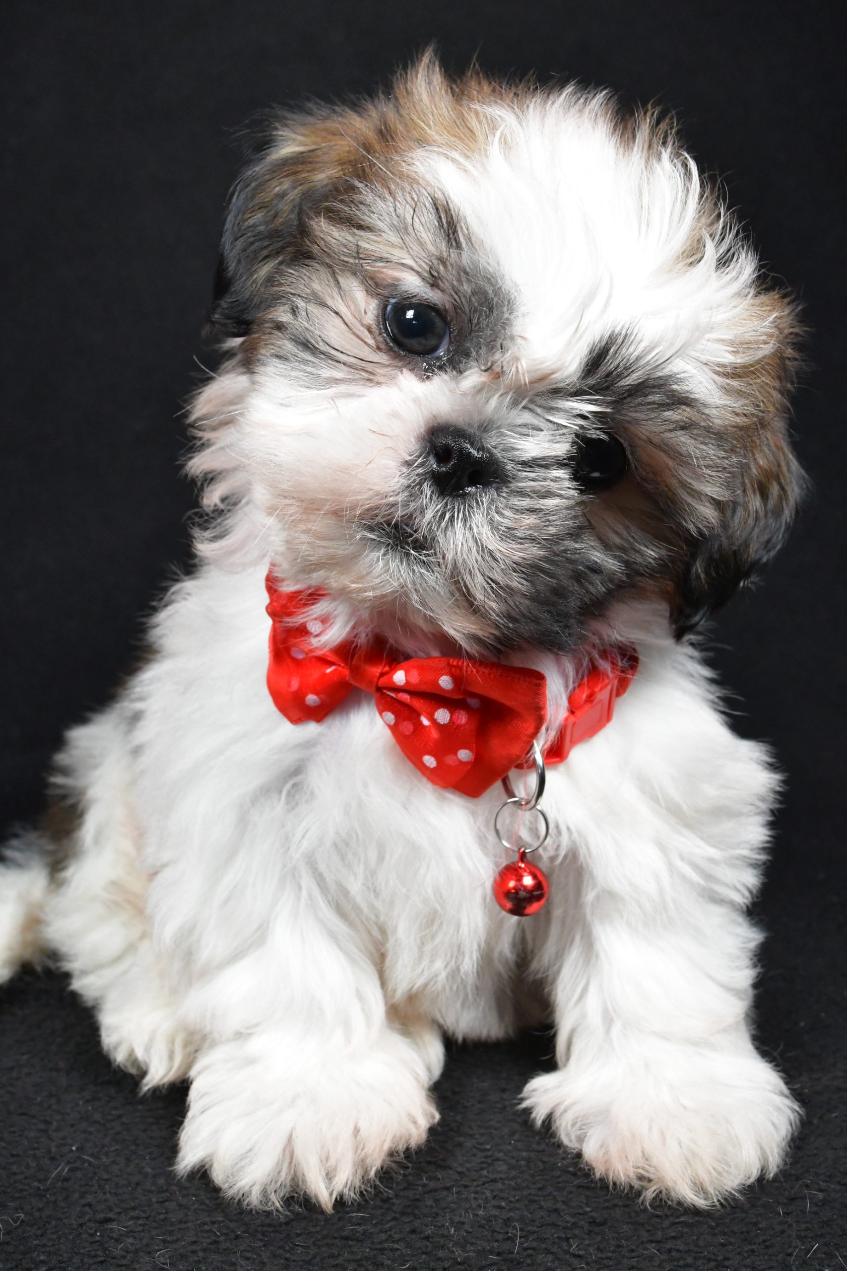 Mr Kobe The Shih tzu - Image 2