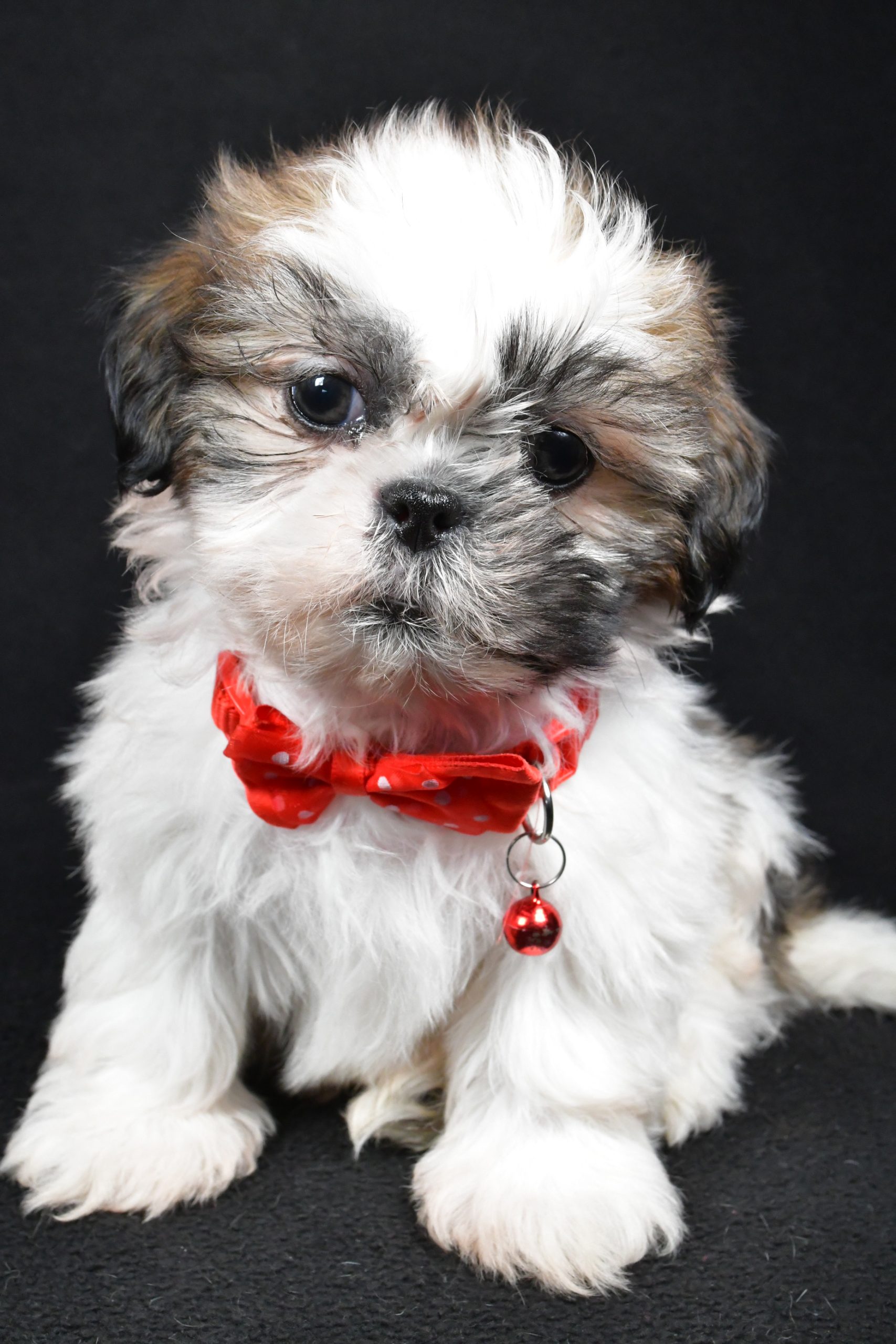 Mr Kobe The Shih tzu