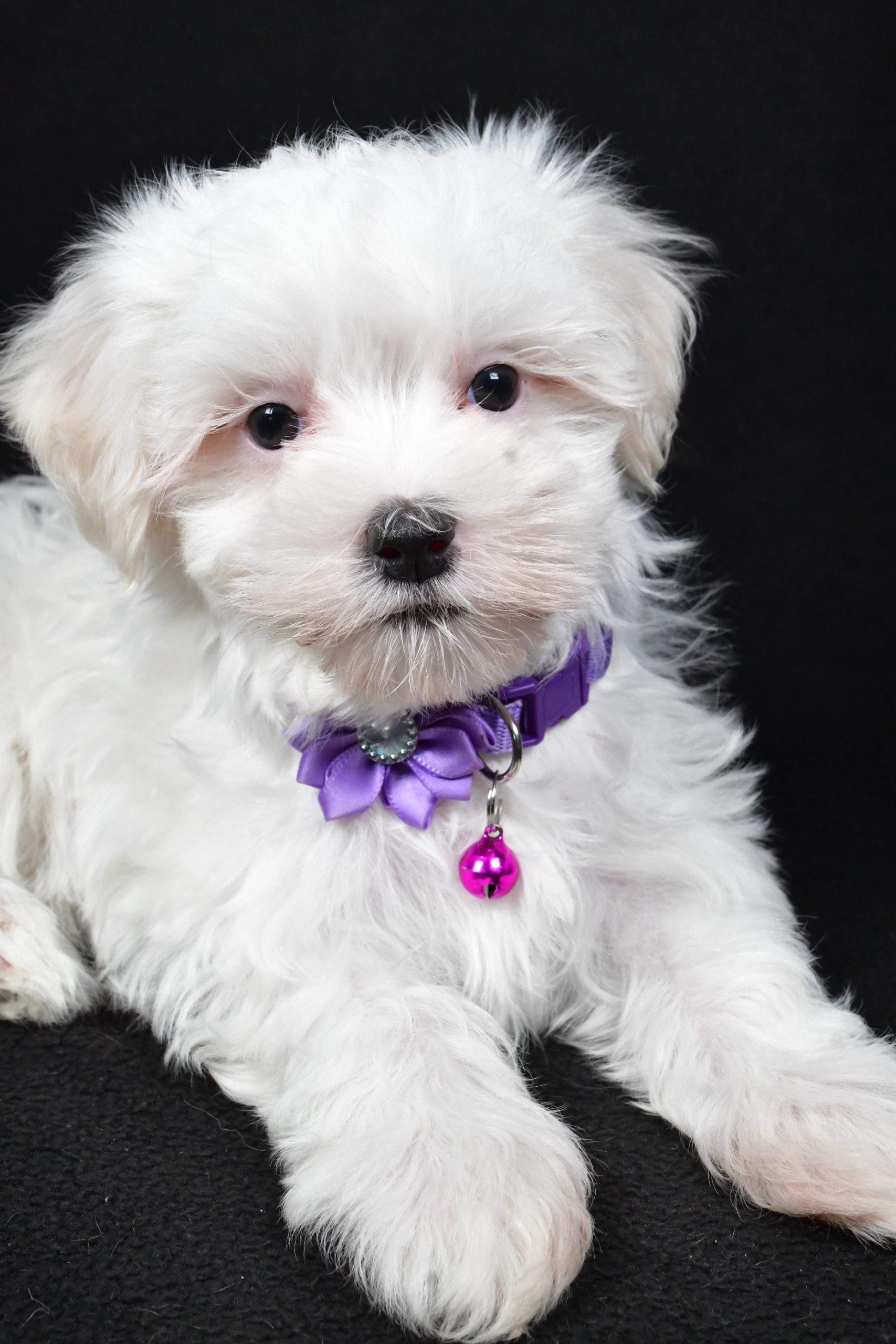 Miss Jackie The Maltese