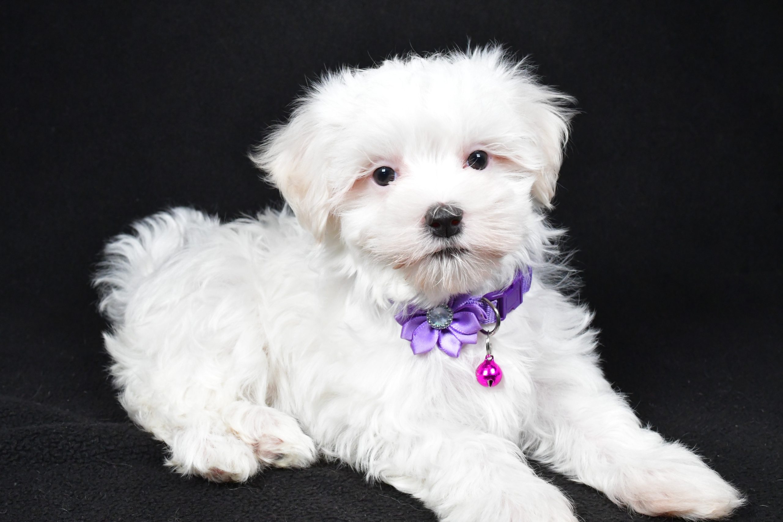 Miss Jackie The Maltese - Image 5