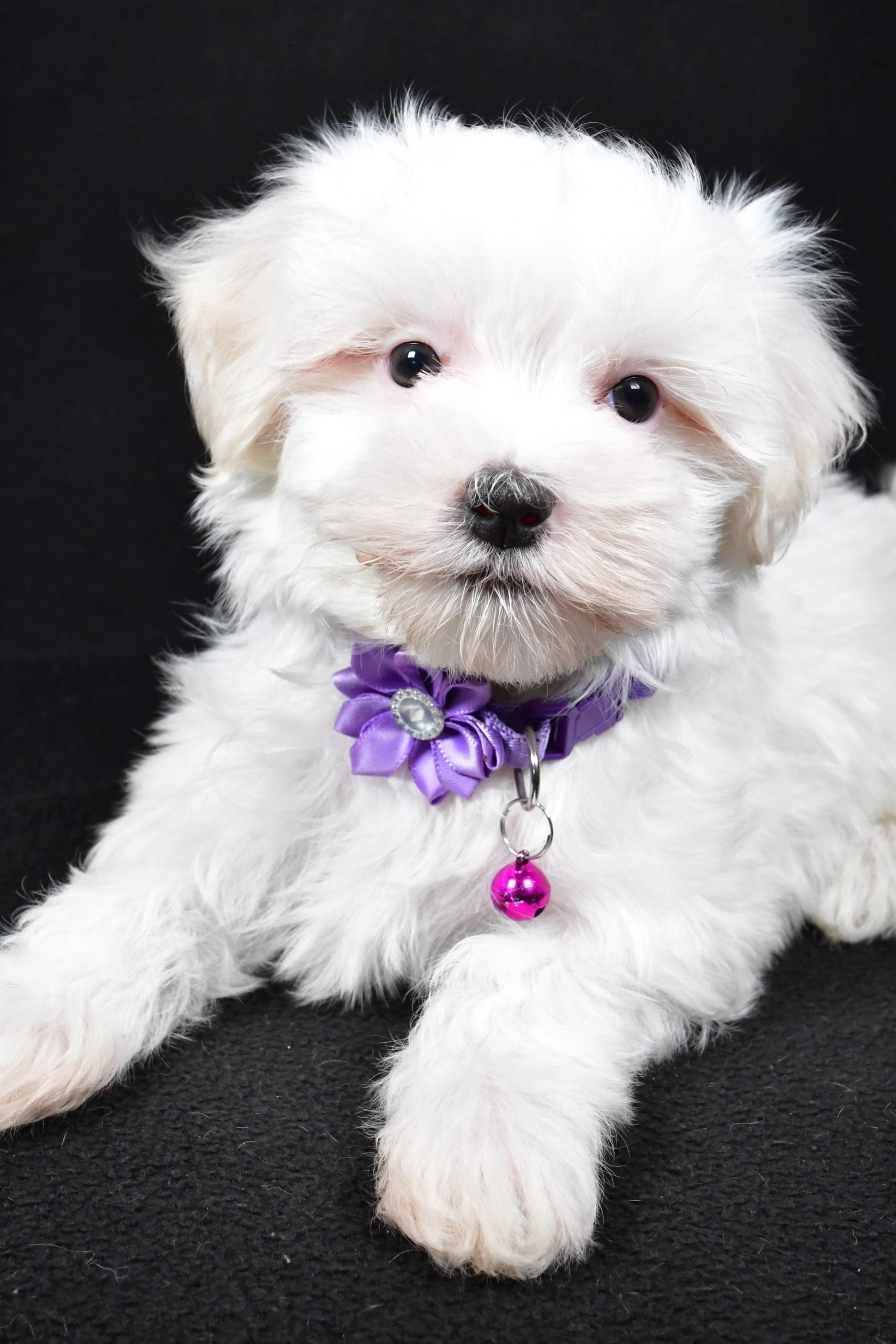 Miss Jackie The Maltese - Image 3