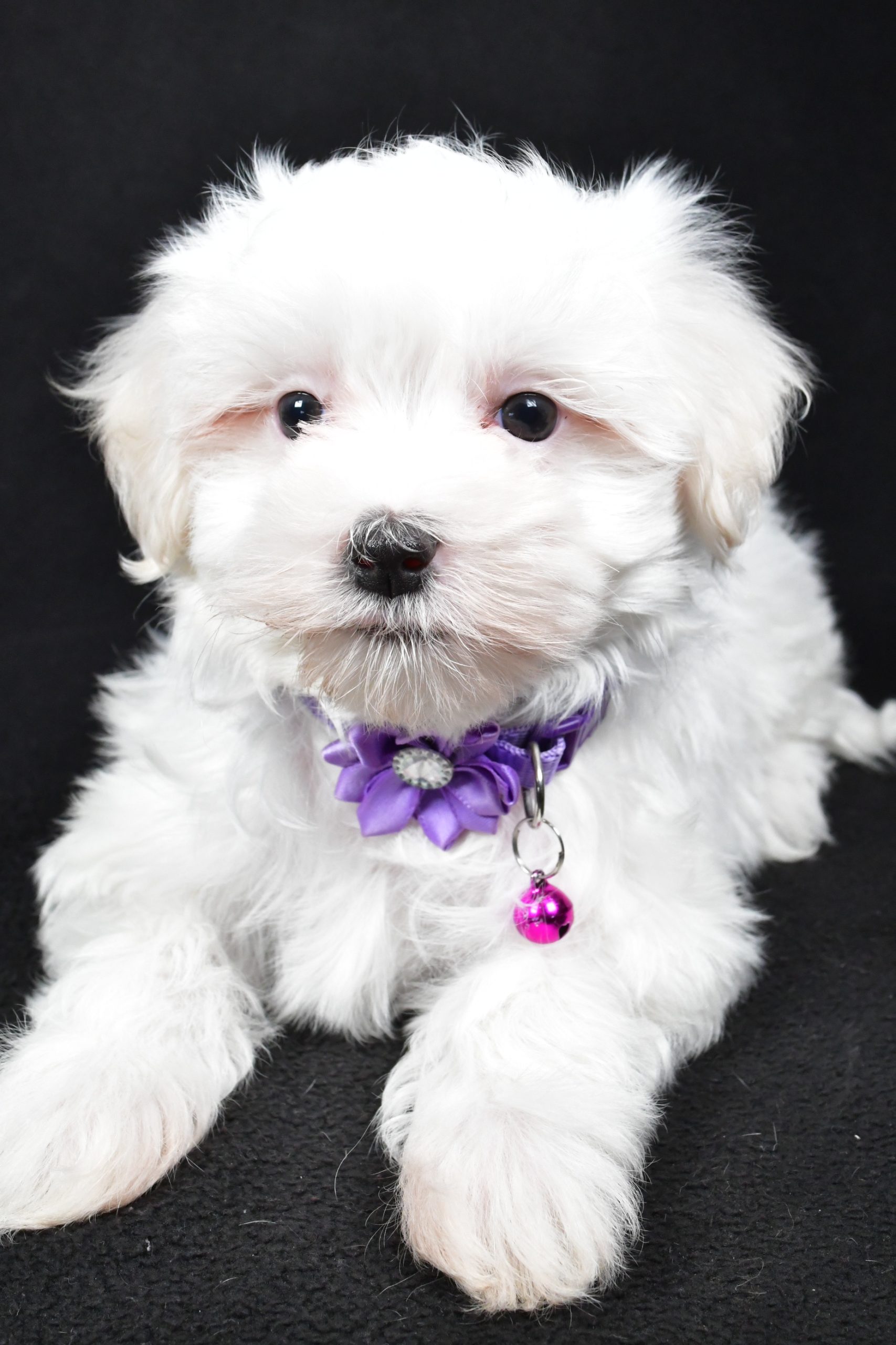 Miss Jackie The Maltese - Image 4