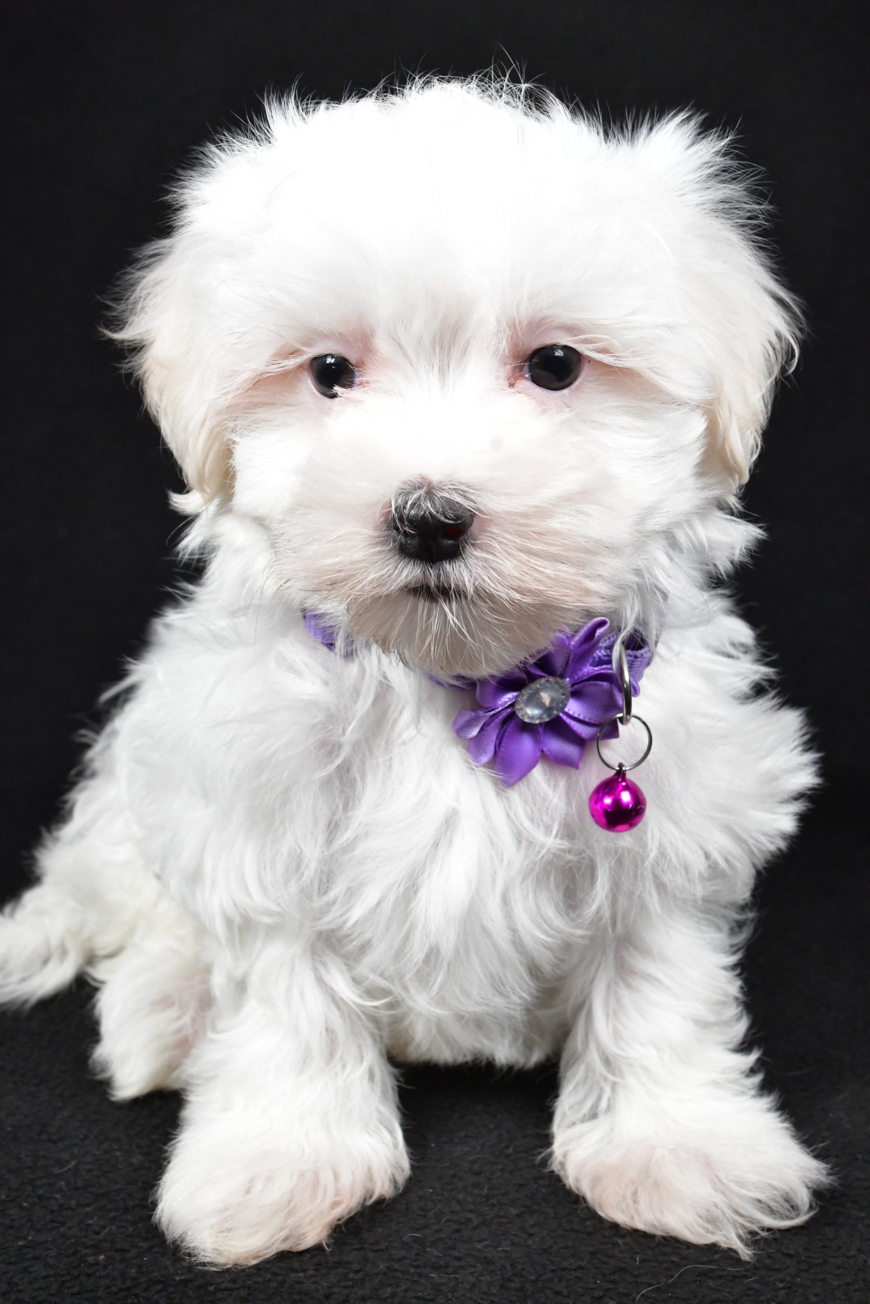 Miss Jackie The Maltese - Image 2