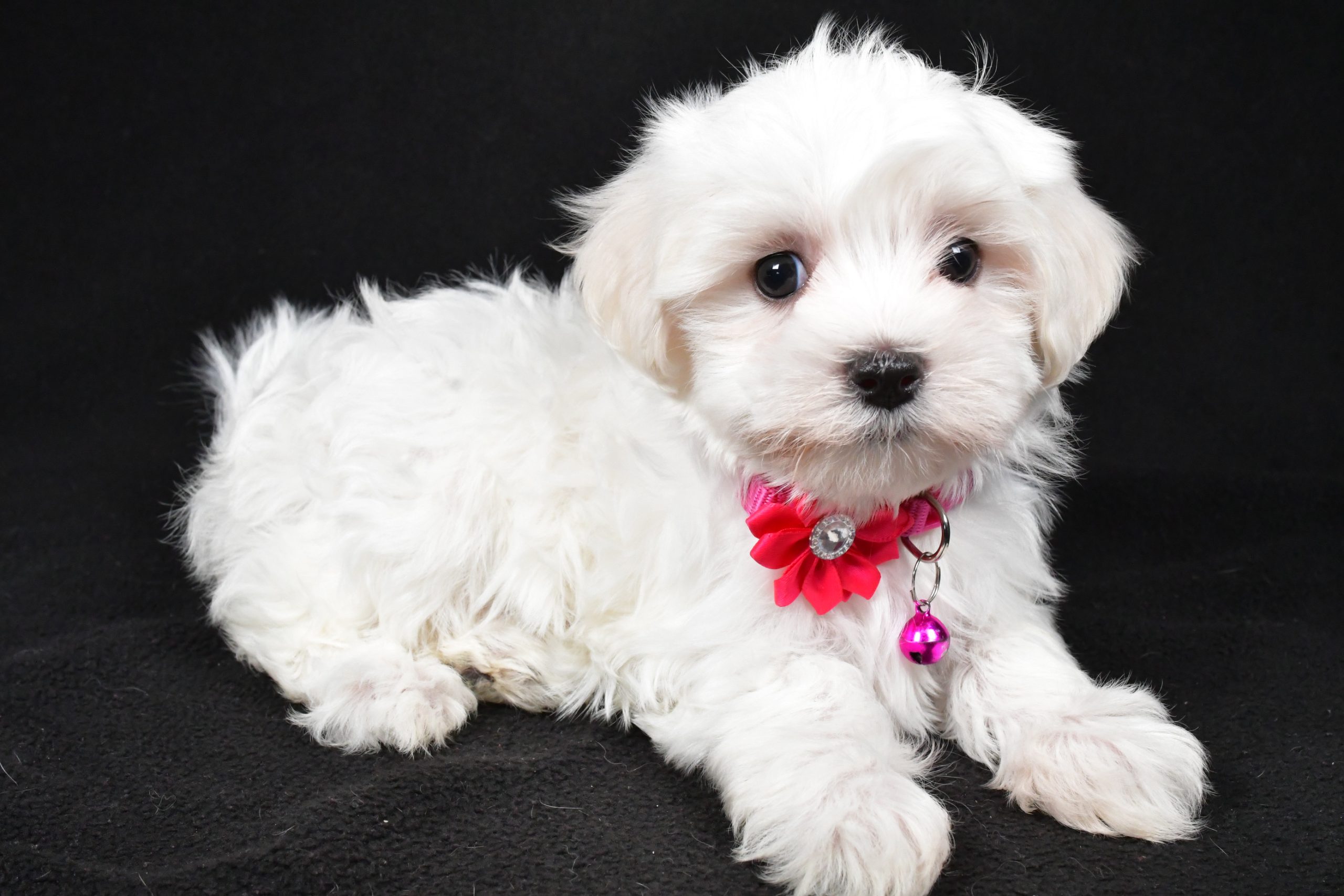 Miss Jill The Maltese - Image 8