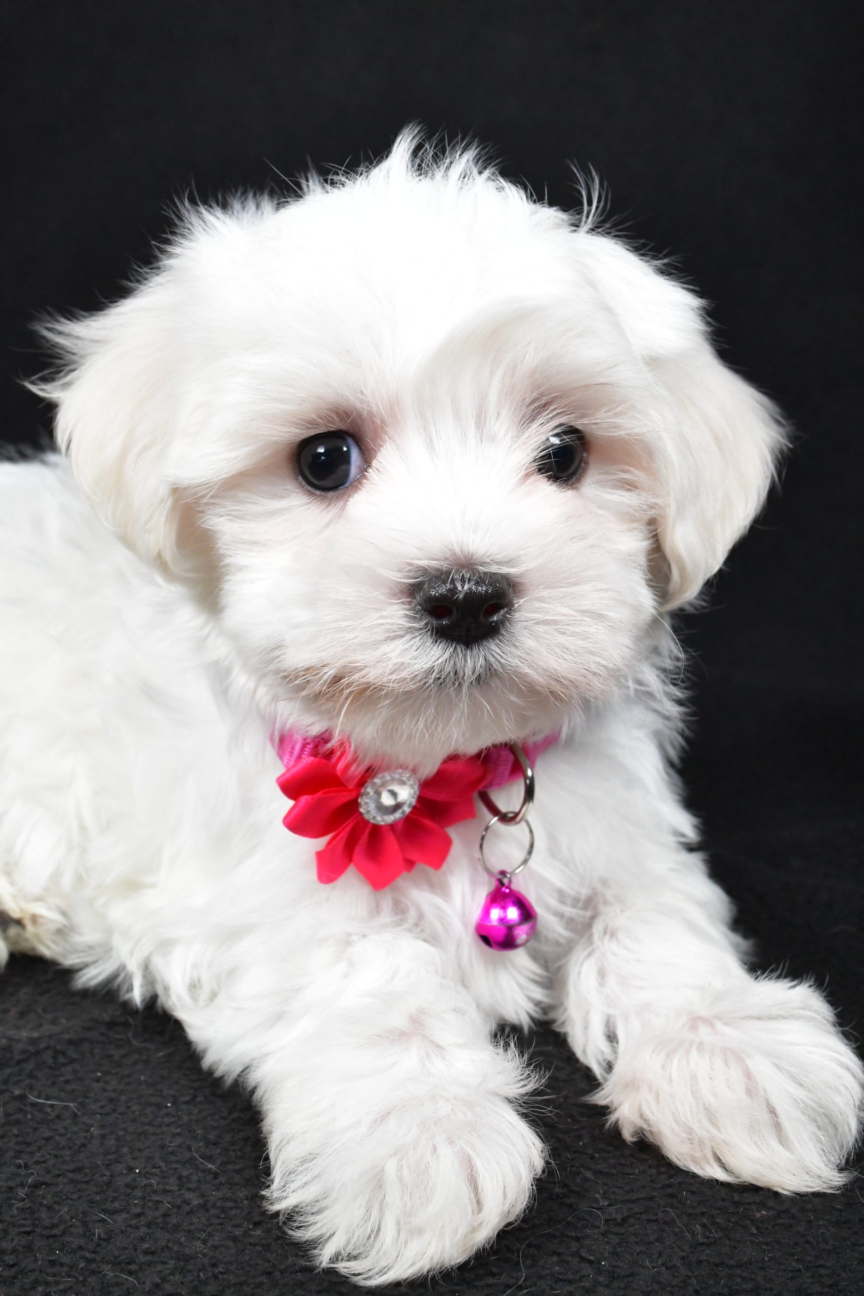 Miss Jill The Maltese - Image 6