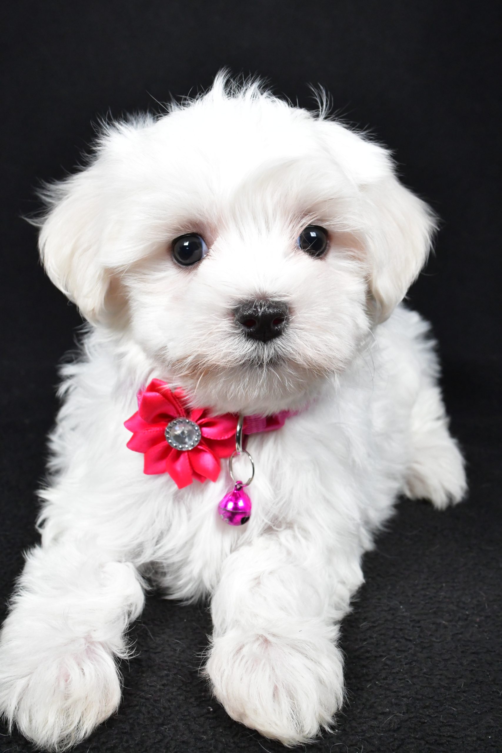 Miss Jill The Maltese - Image 5
