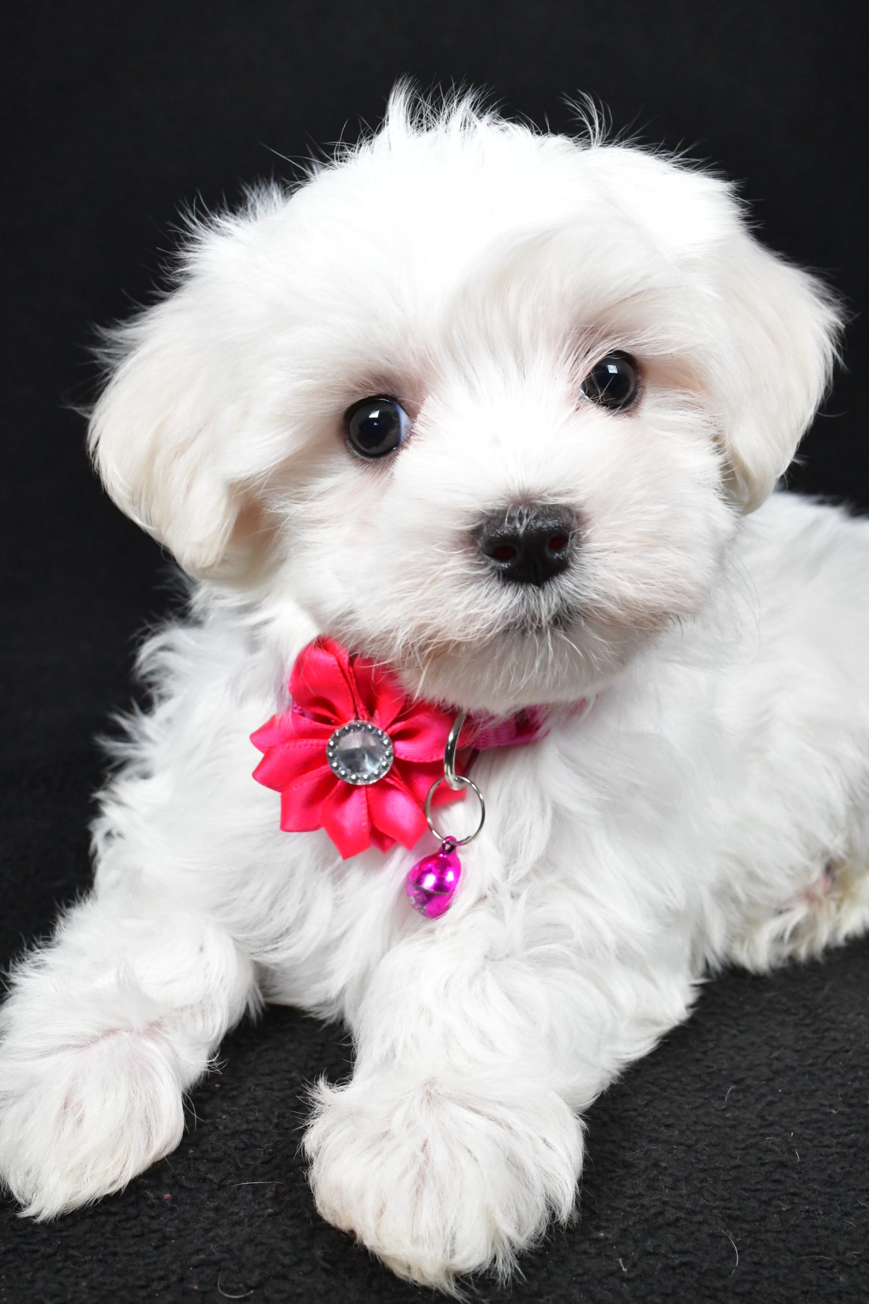 Miss Jill The Maltese - Image 4