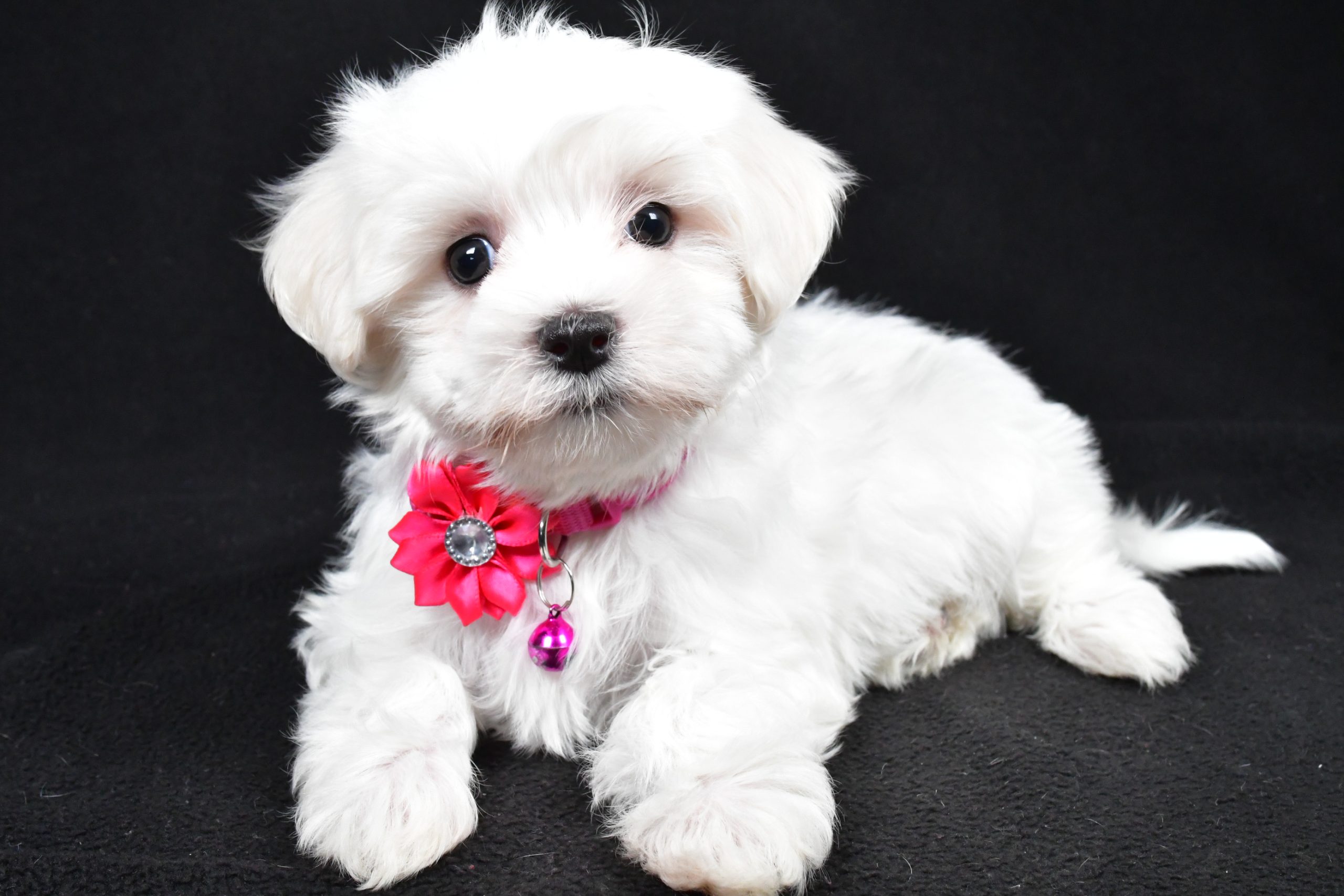 Miss Jill The Maltese - Image 7
