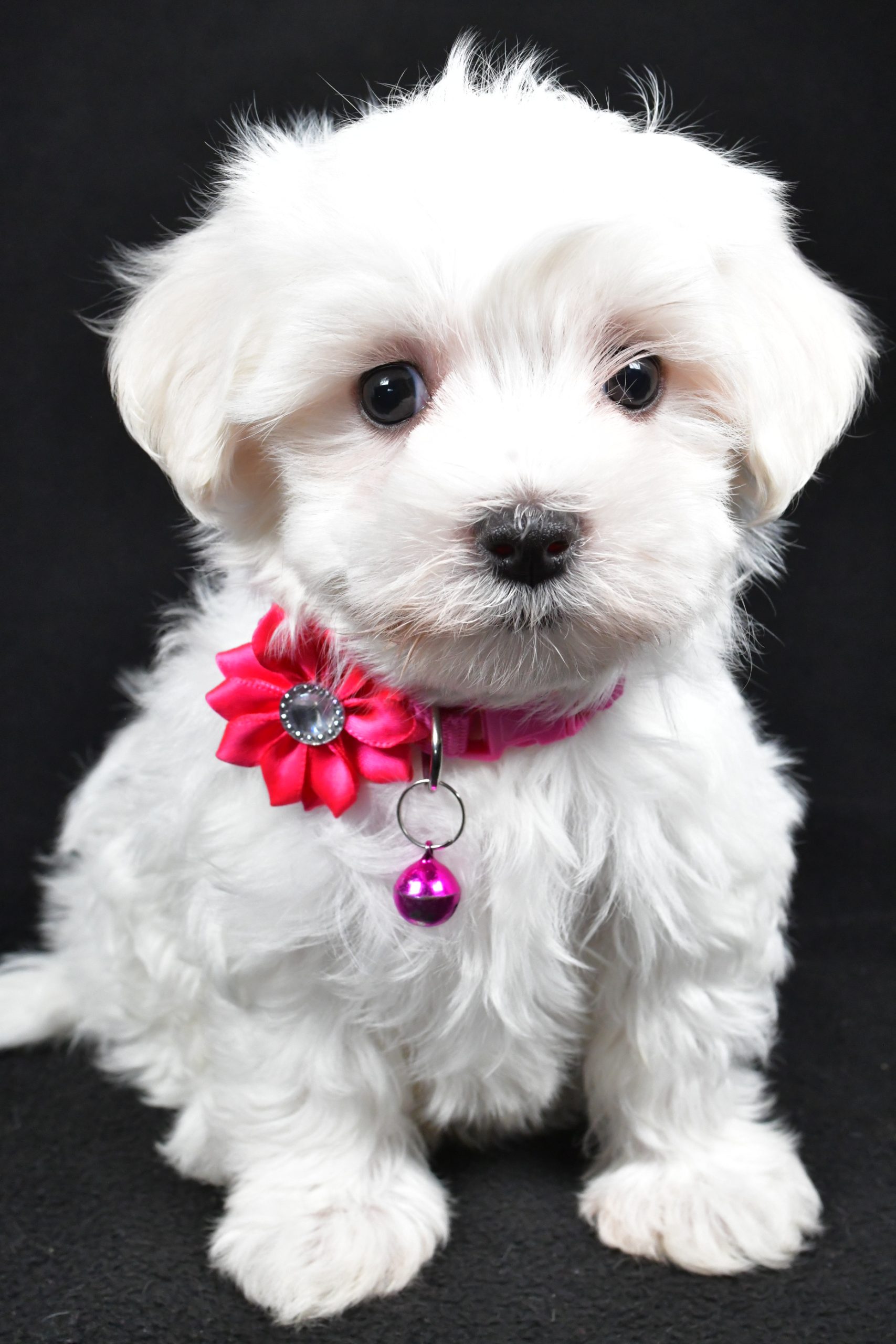 Miss Jill The Maltese