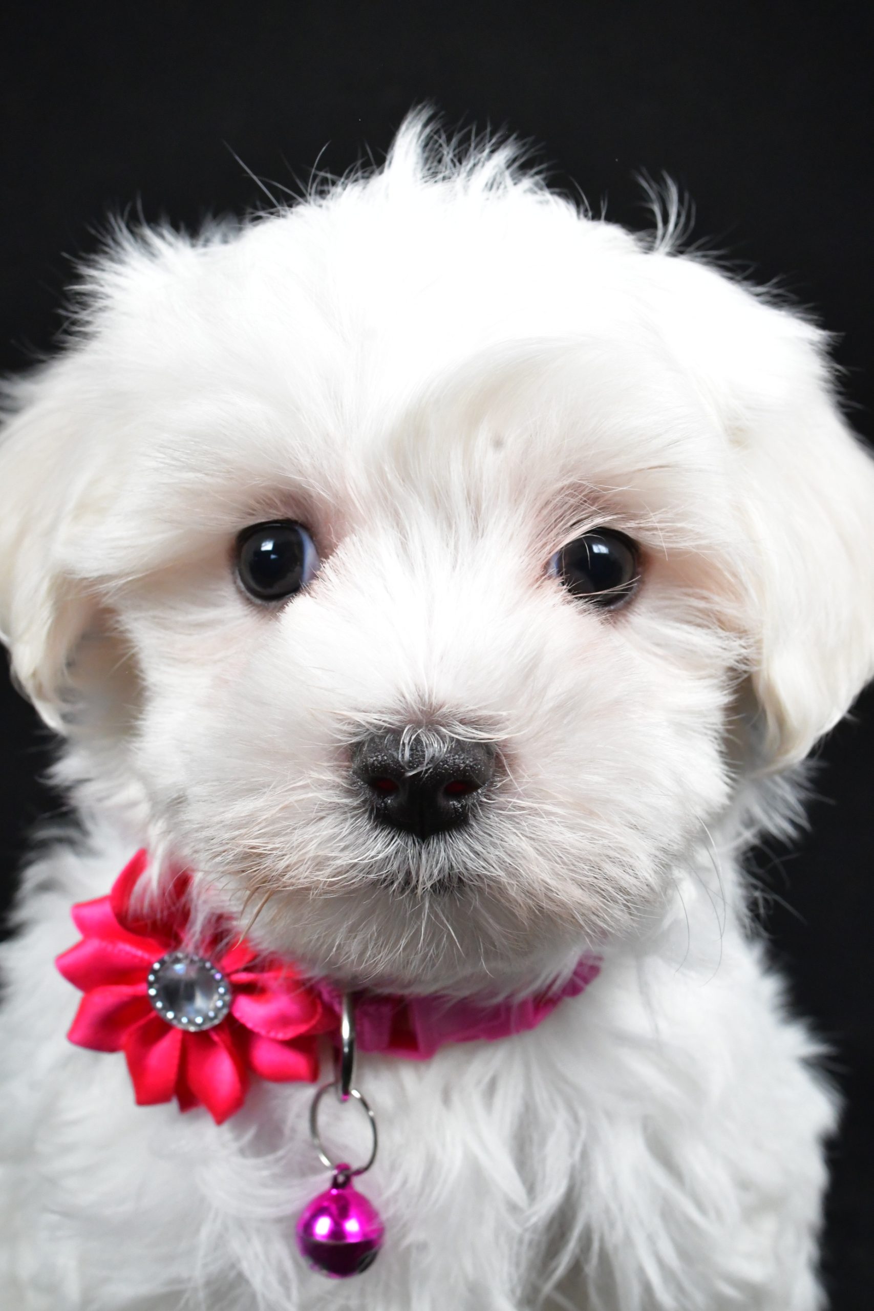 Miss Jill The Maltese - Image 3