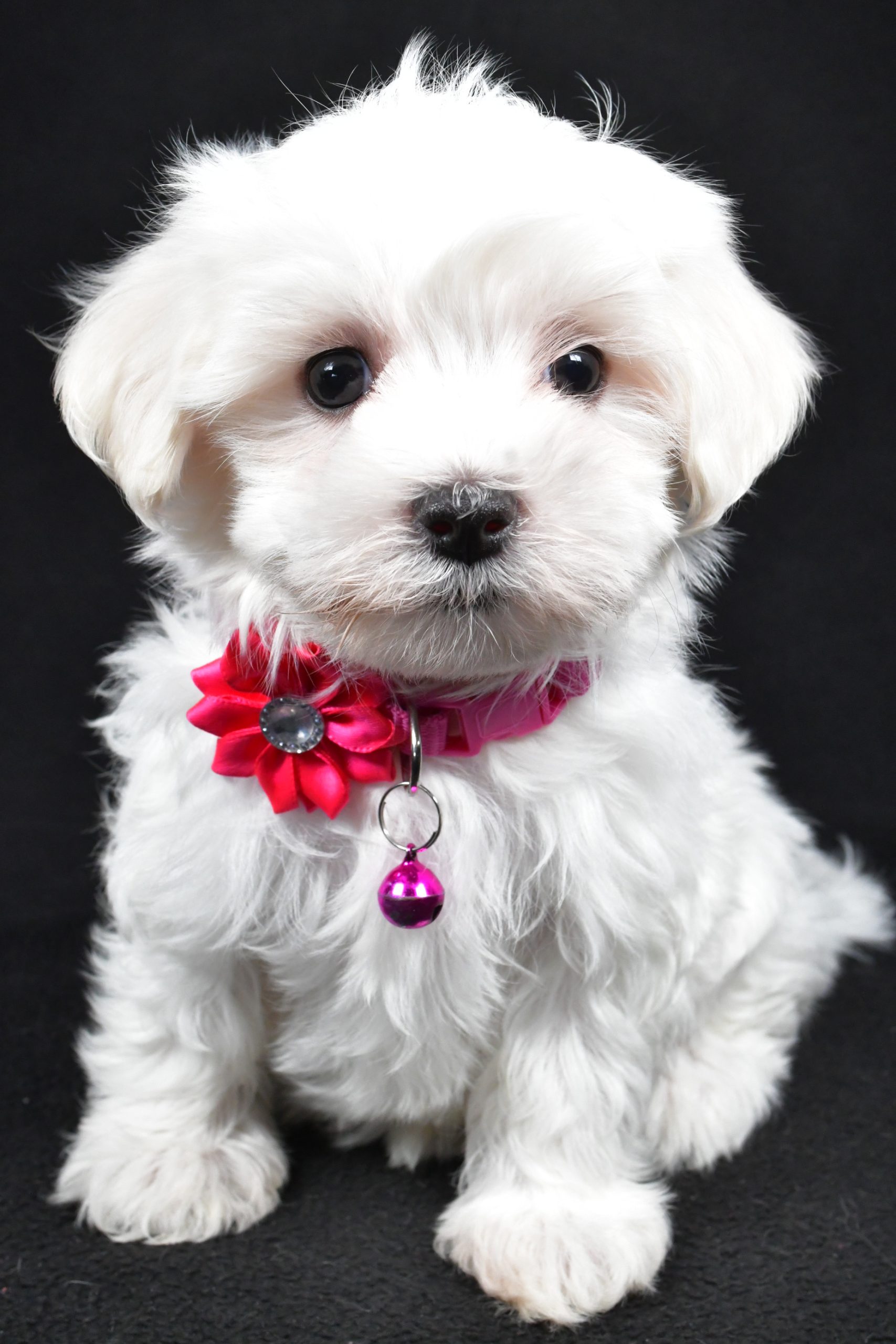 Miss Jill The Maltese - Image 2