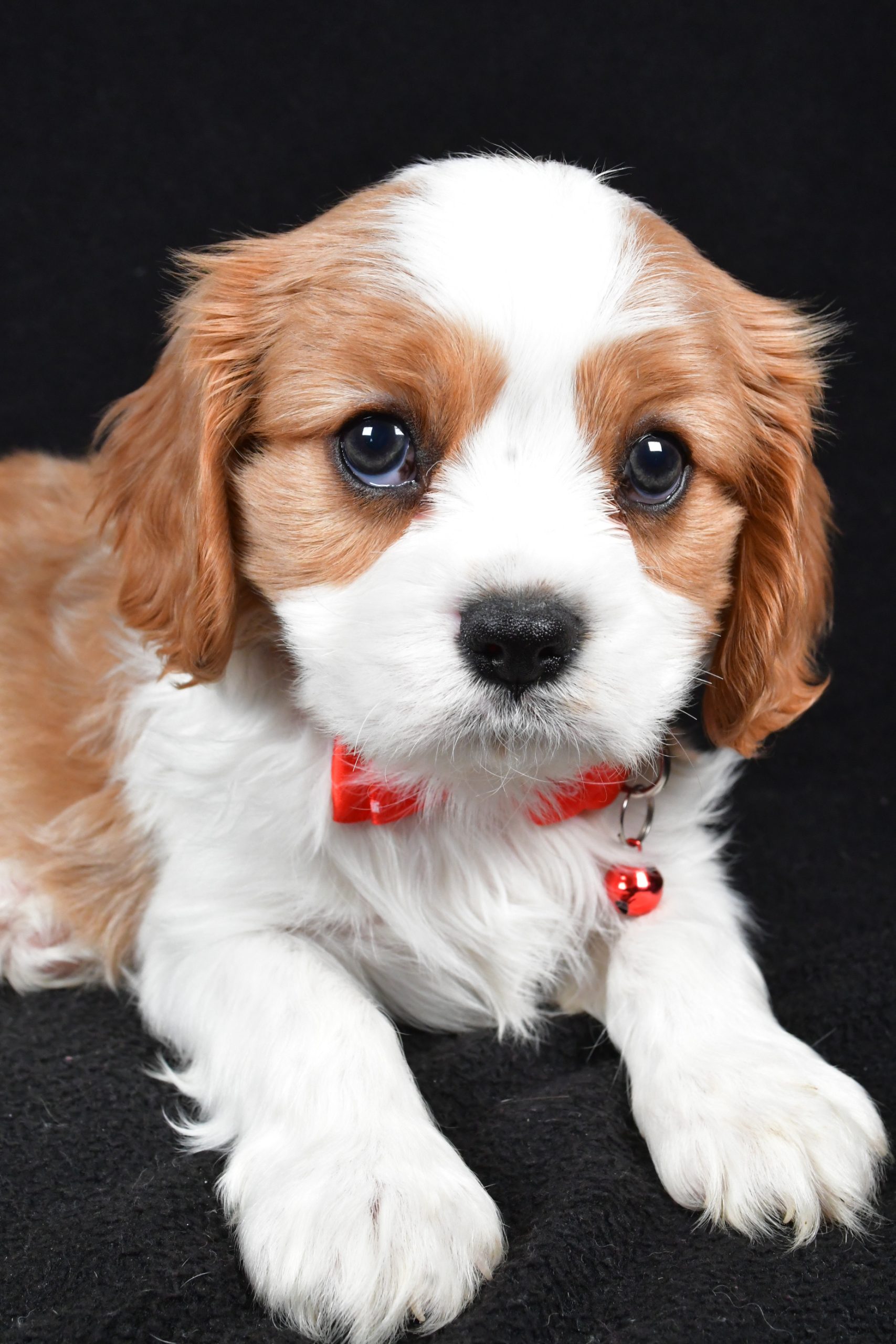 Mr Flash the Cavalier King Charles Spaniel - Image 4