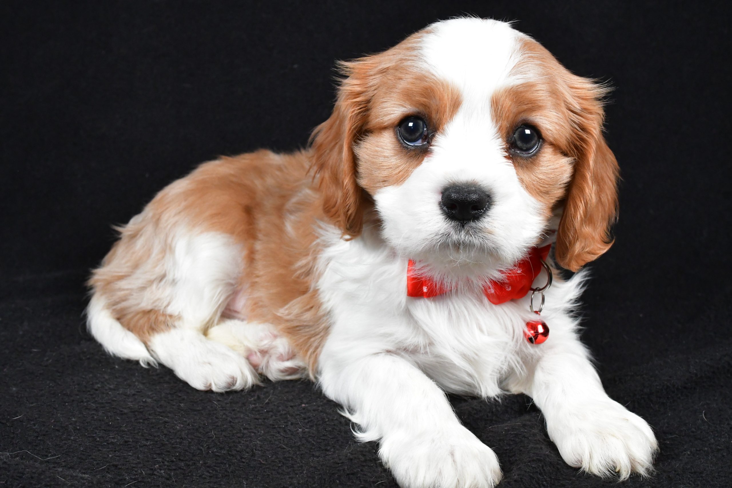 Mr Flash the Cavalier King Charles Spaniel - Image 7
