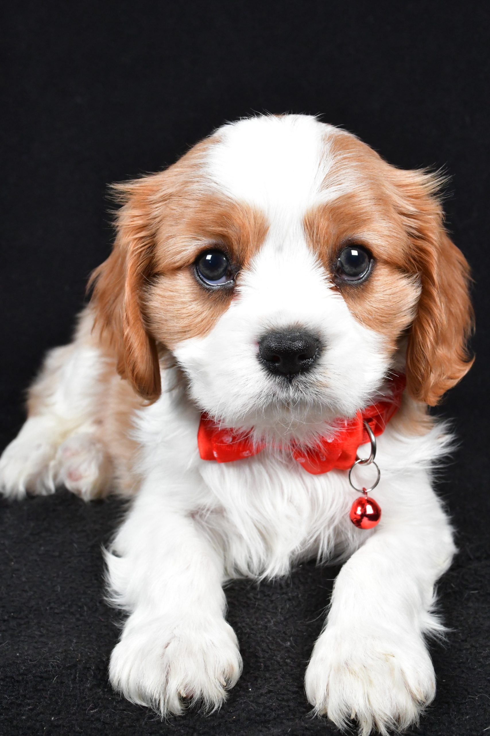Mr Flash the Cavalier King Charles Spaniel - Image 5