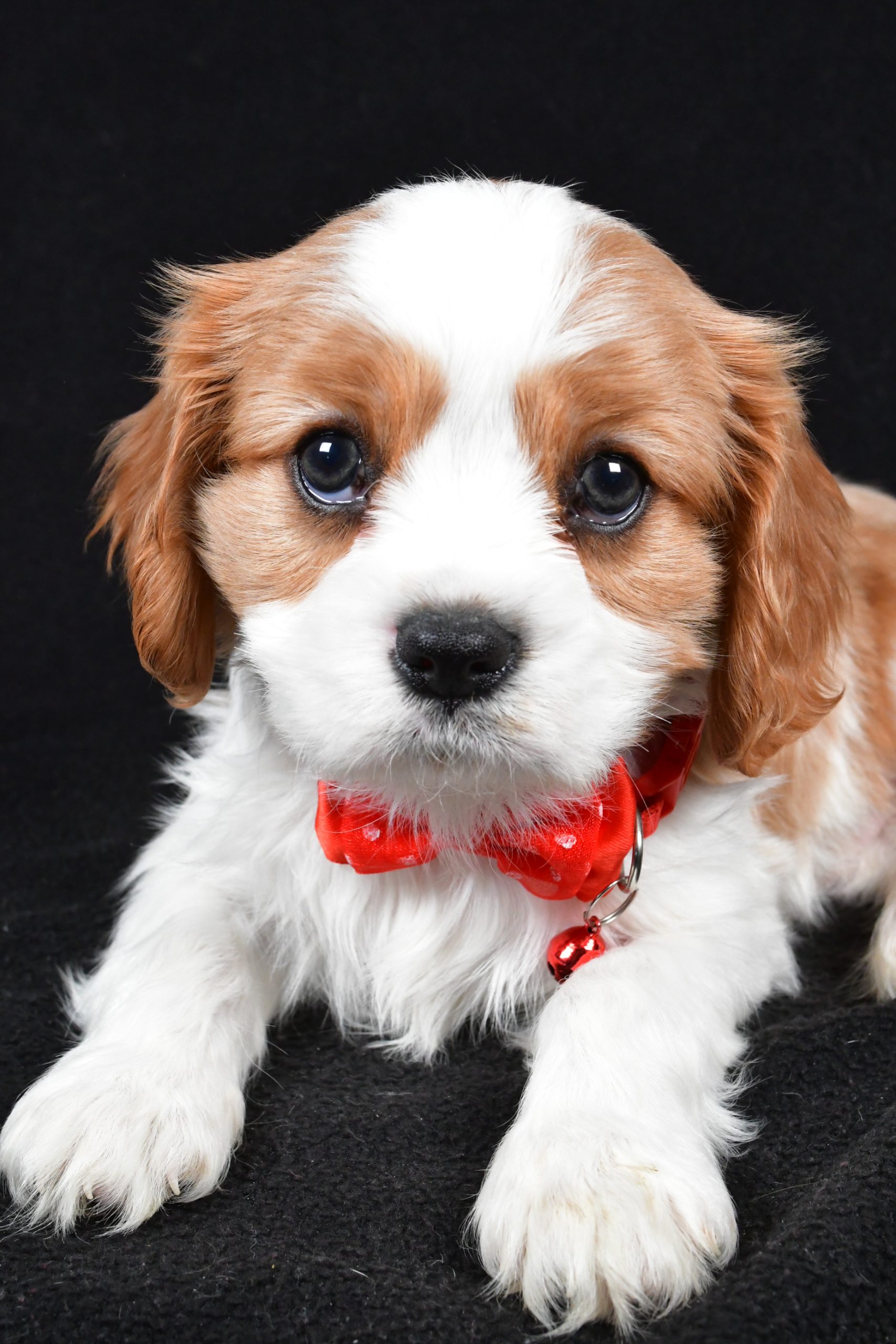 Mr Flash the Cavalier King Charles Spaniel - Image 3