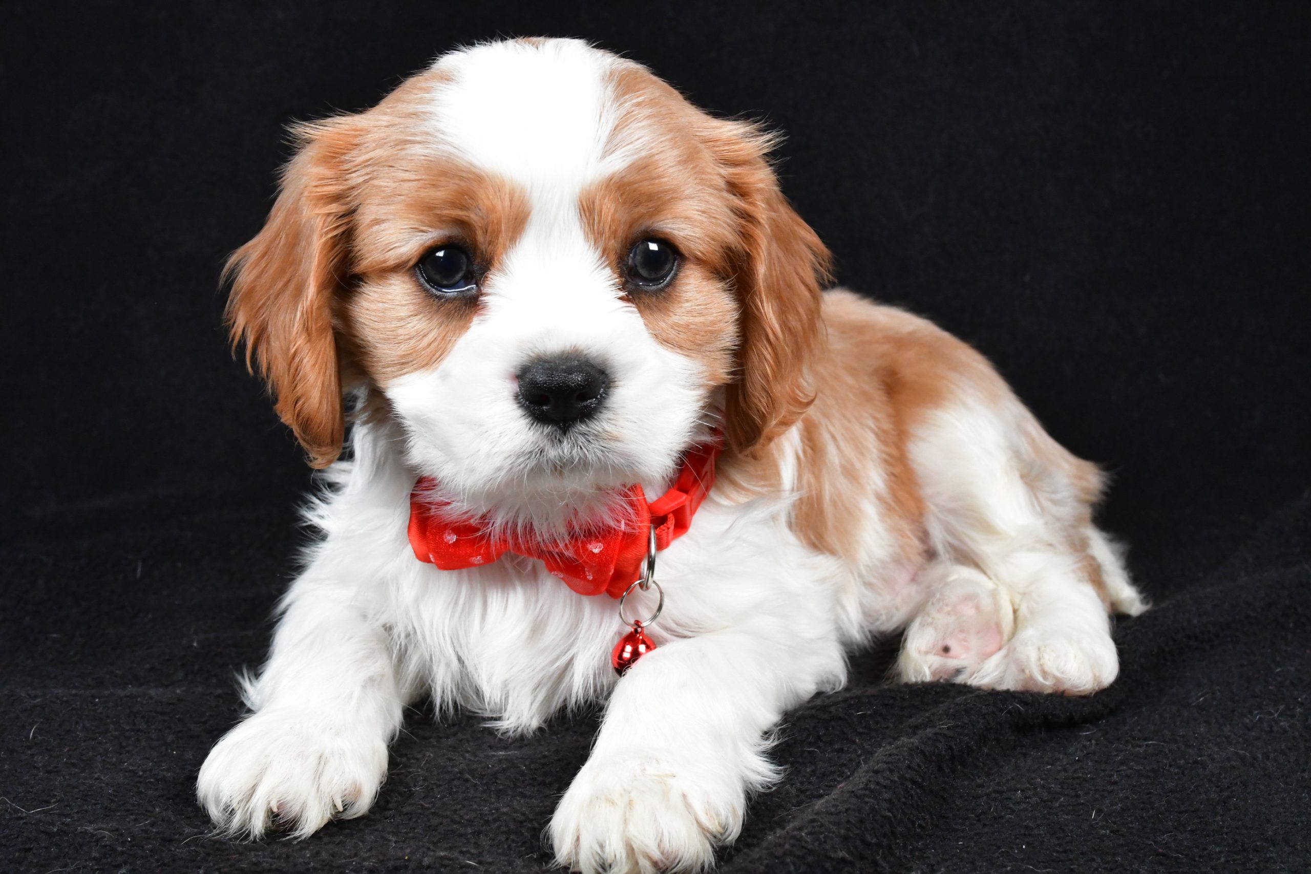 Mr Flash the Cavalier King Charles Spaniel - Image 6