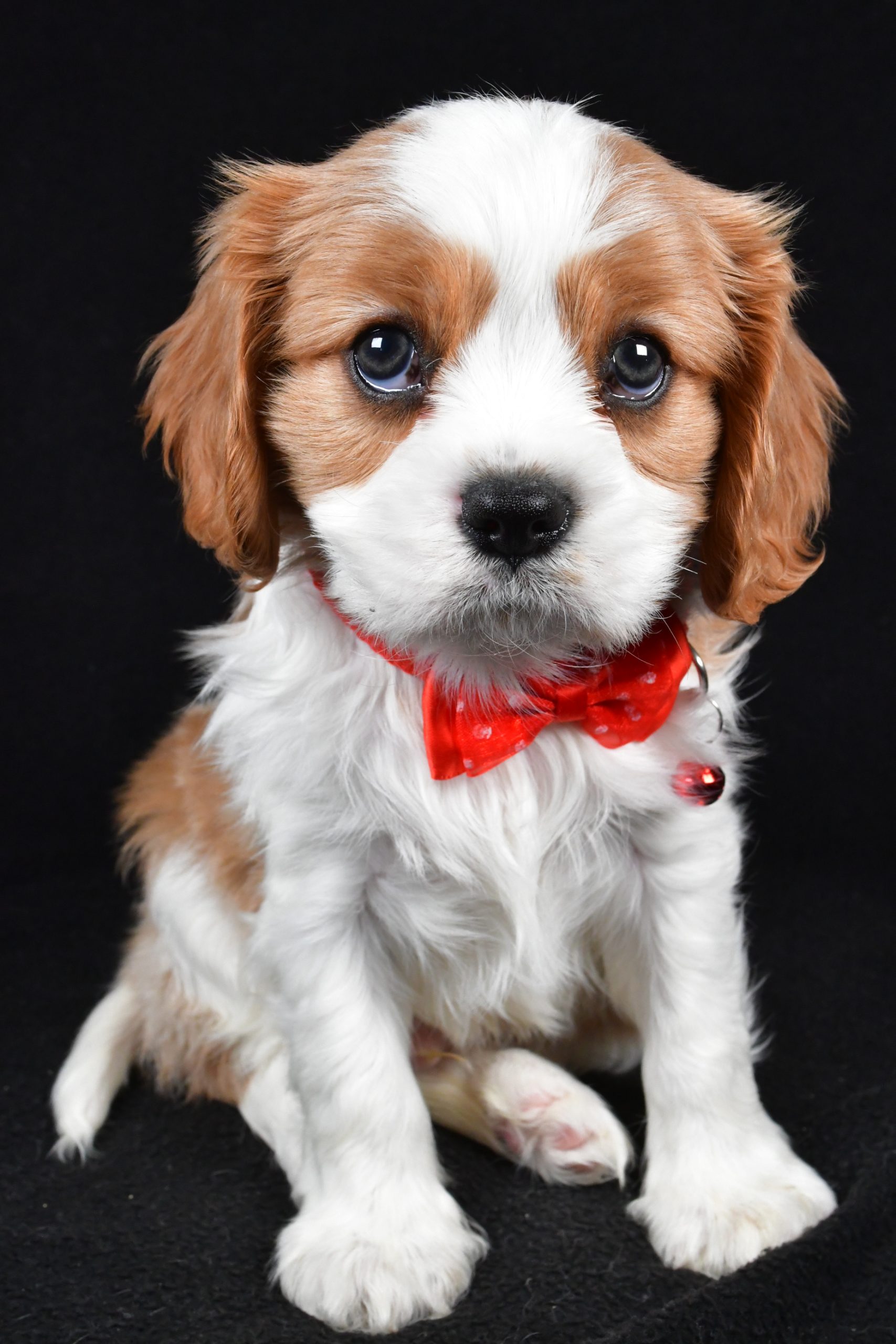 Mr Flash the Cavalier King Charles Spaniel