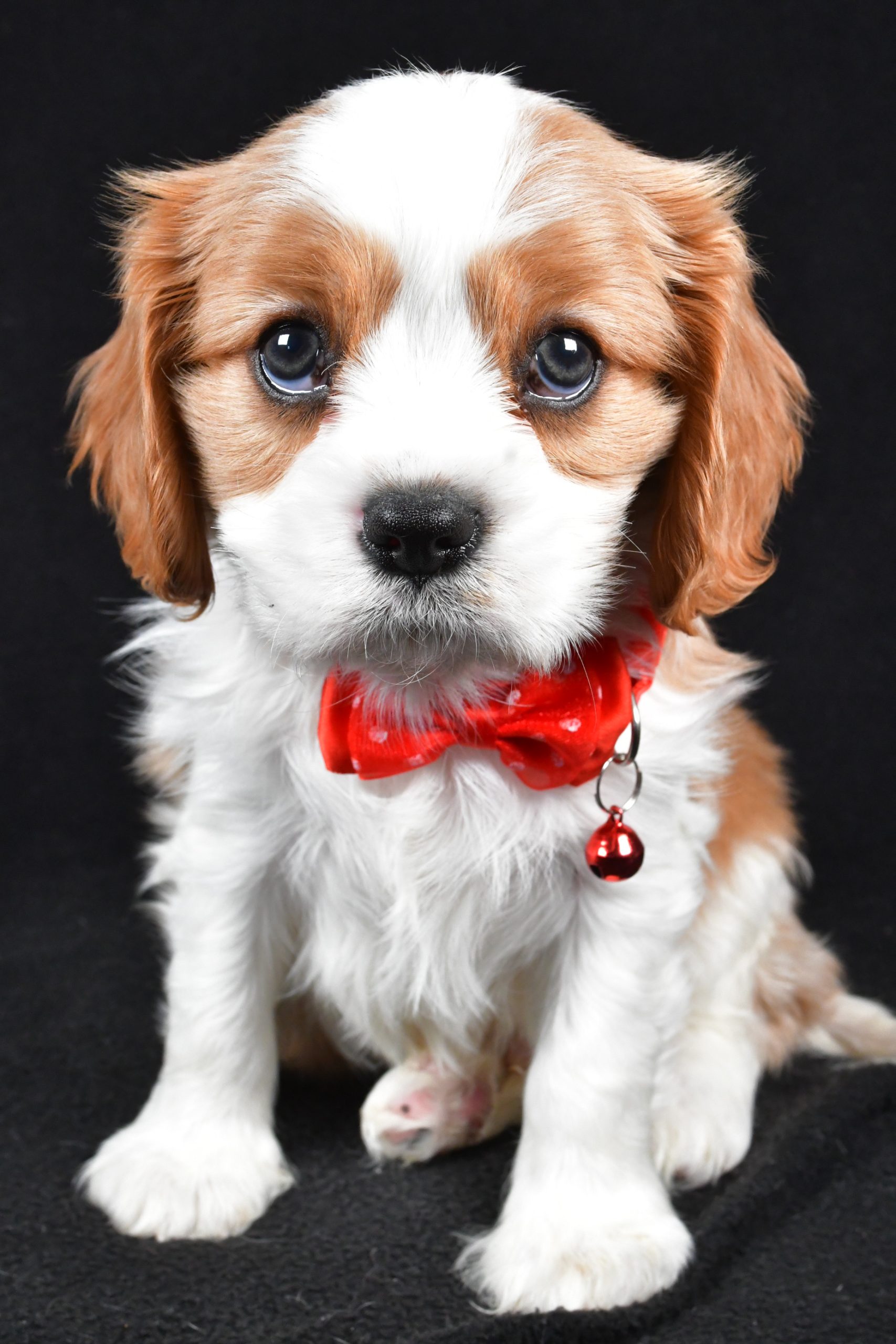 Mr Flash the Cavalier King Charles Spaniel - Image 2