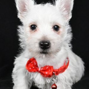 Mr Dan The West Highland White Terrier