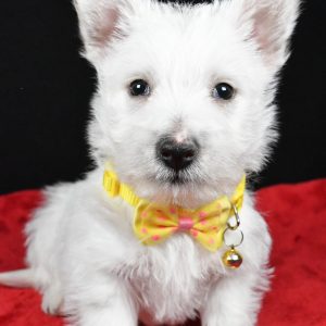 Mr. Echo The West Highland White Terrier
